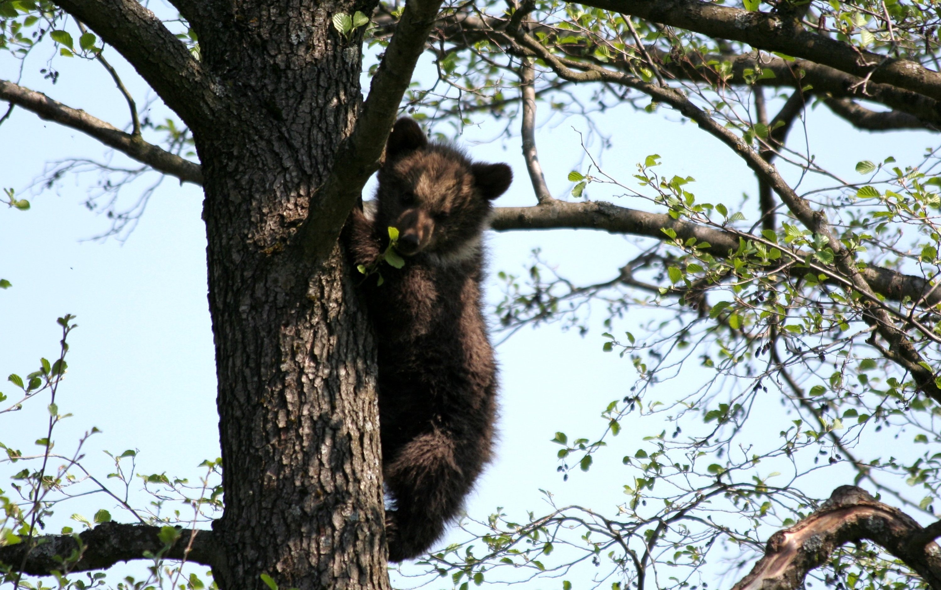 Cozy Bear In The Tree Free Image Download