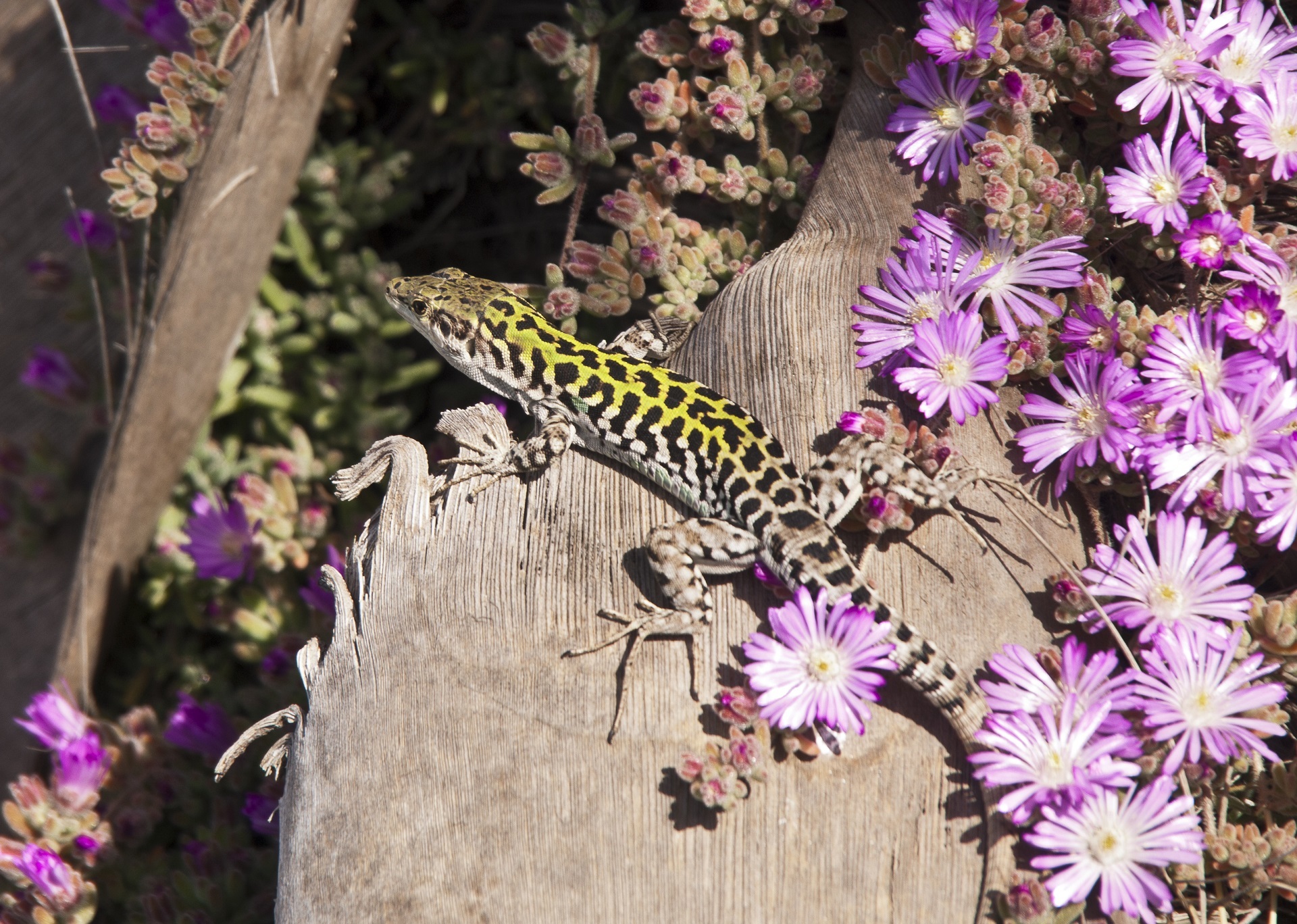 Picture Of The Italian Wall Lizard Free Image Download   4700750 