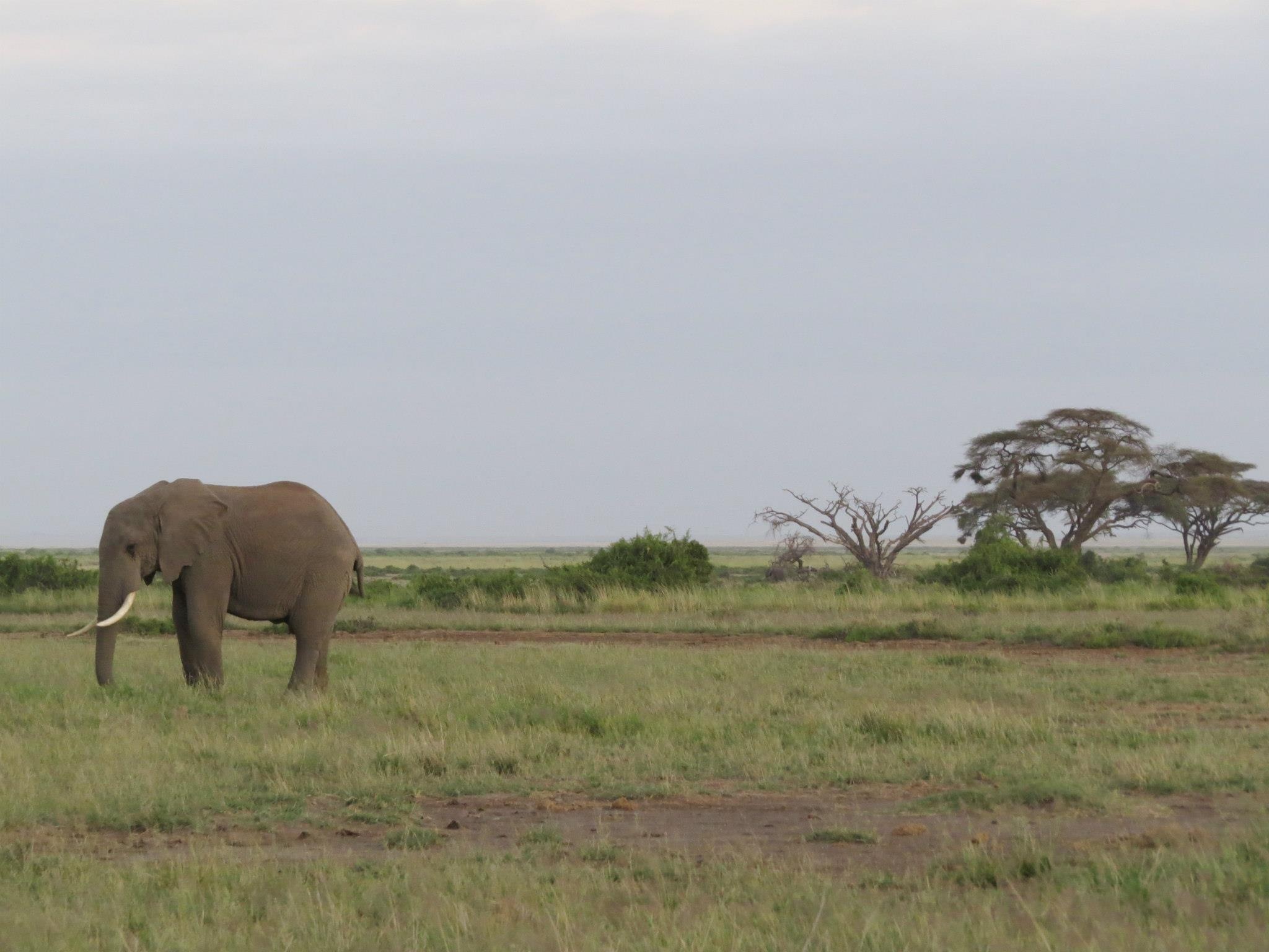 Adult African Elephant in Savannah free image download