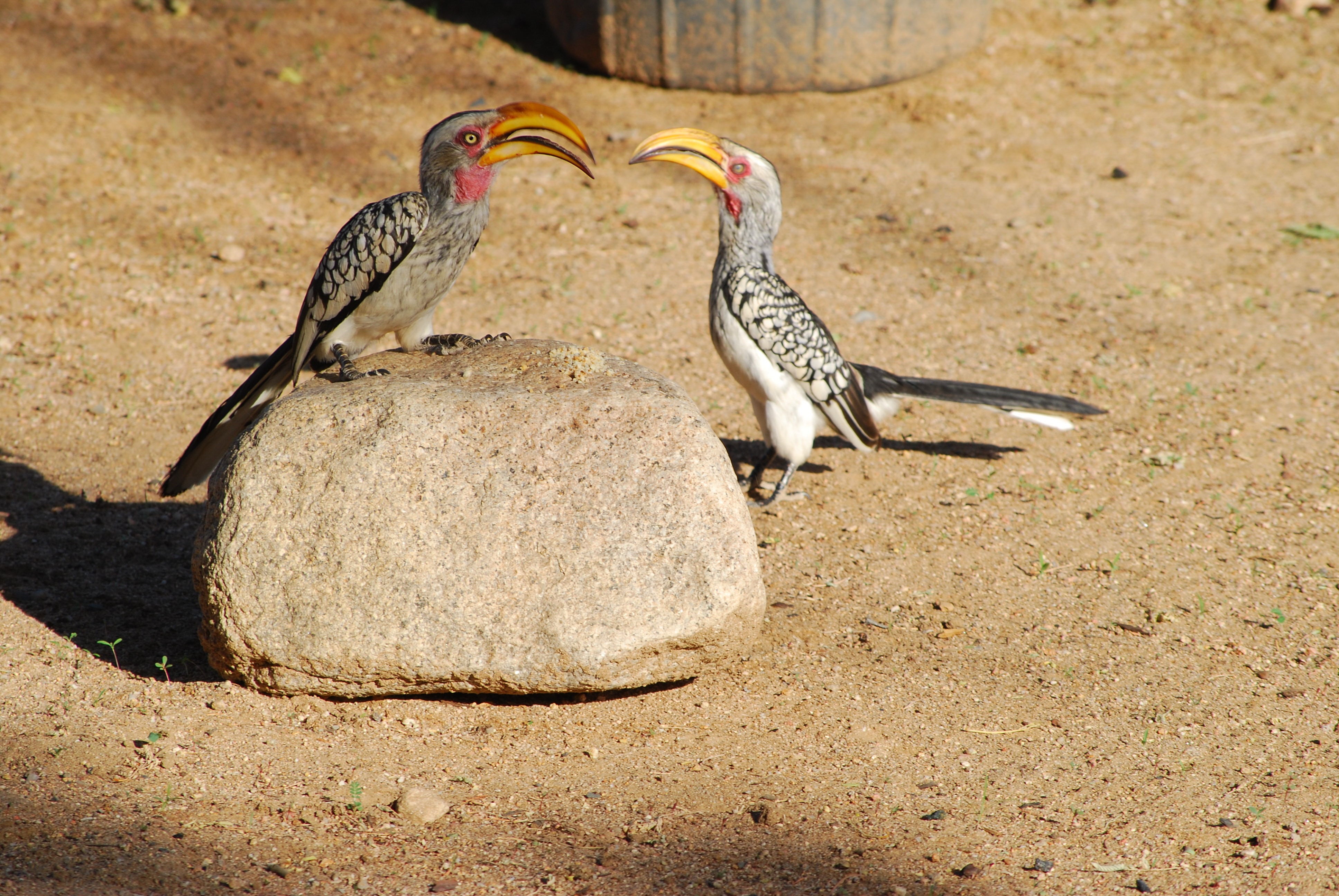 Южно африканские птицы
