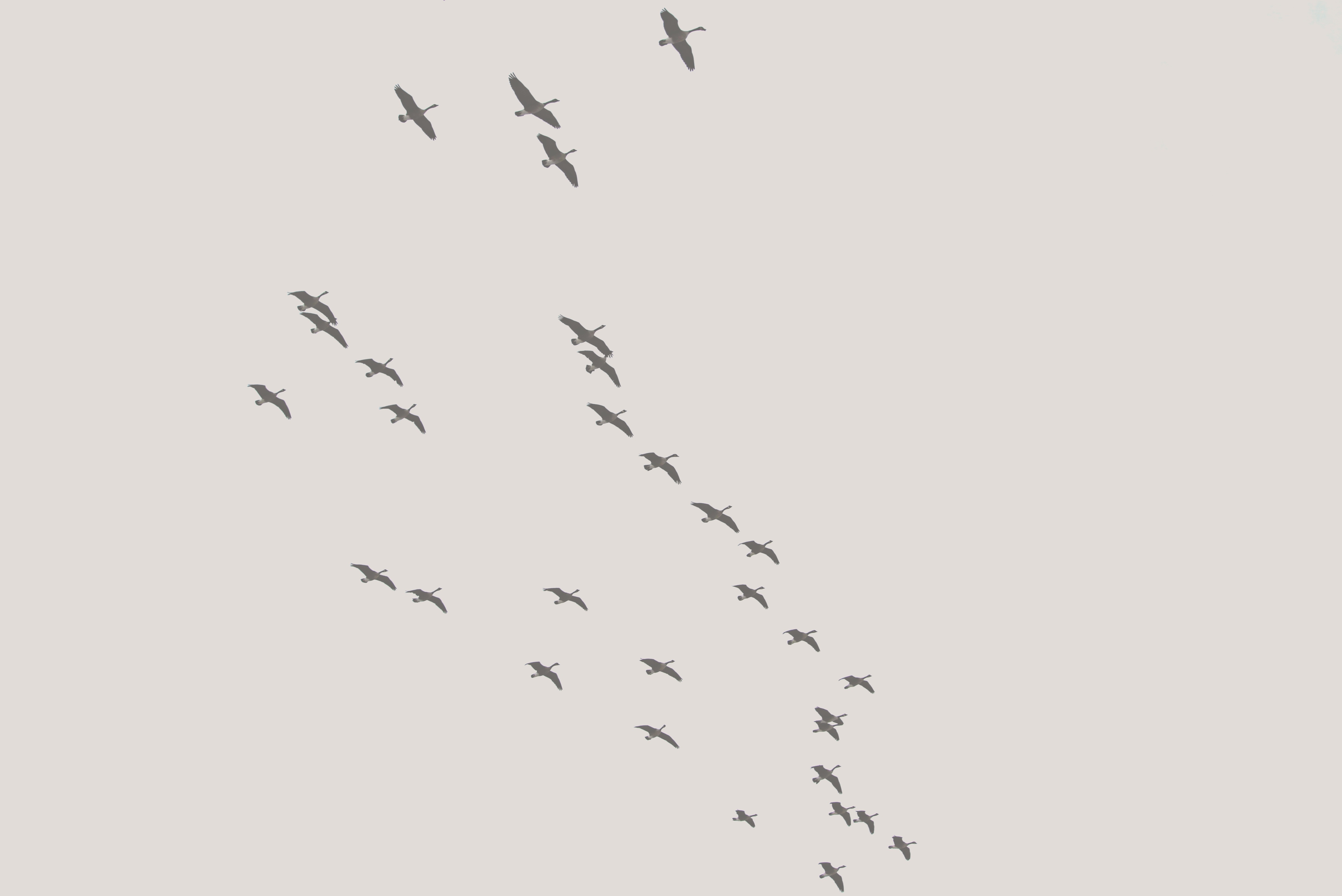 Птицы в небе рисунок