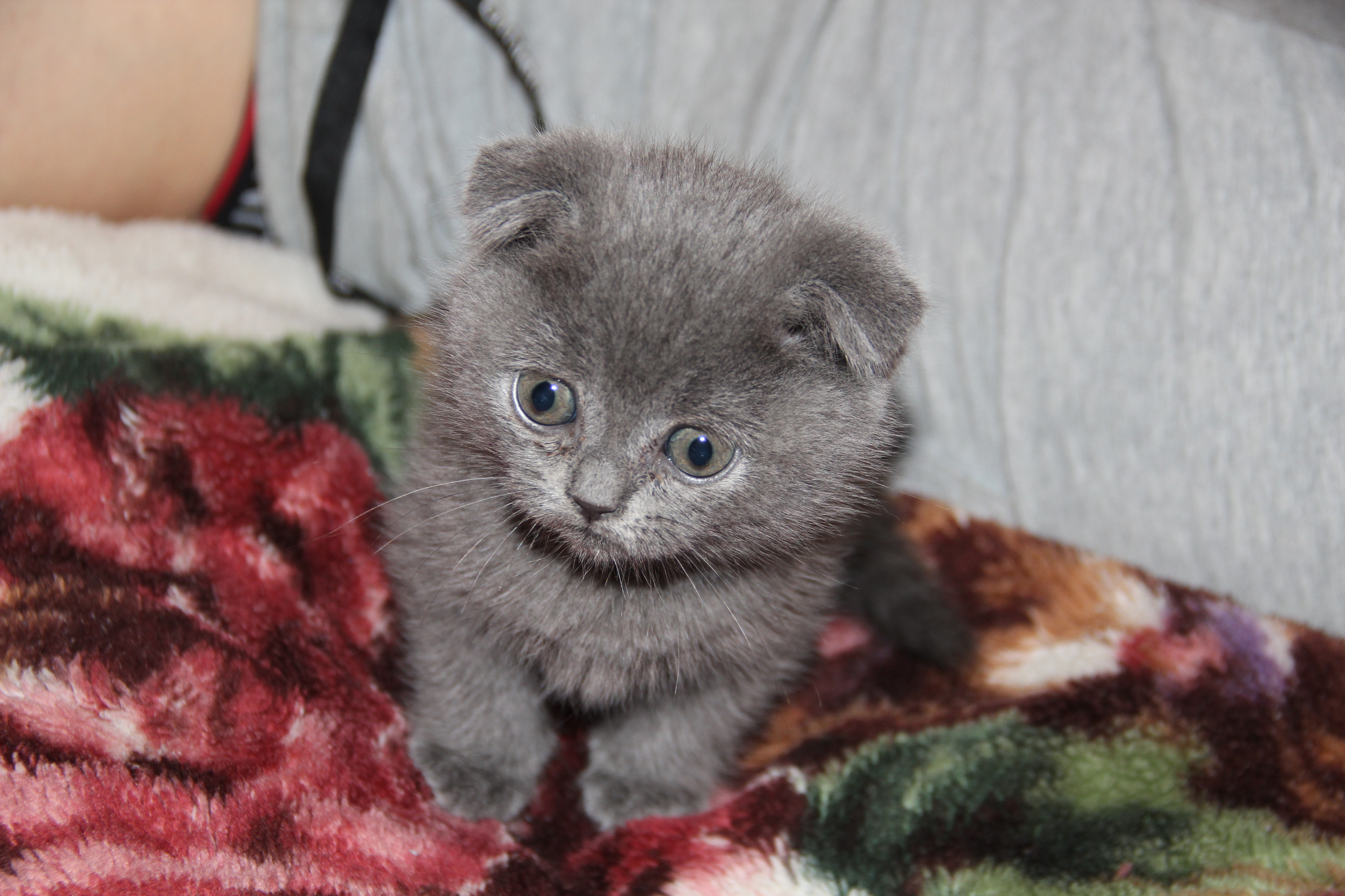 grey persian kittens