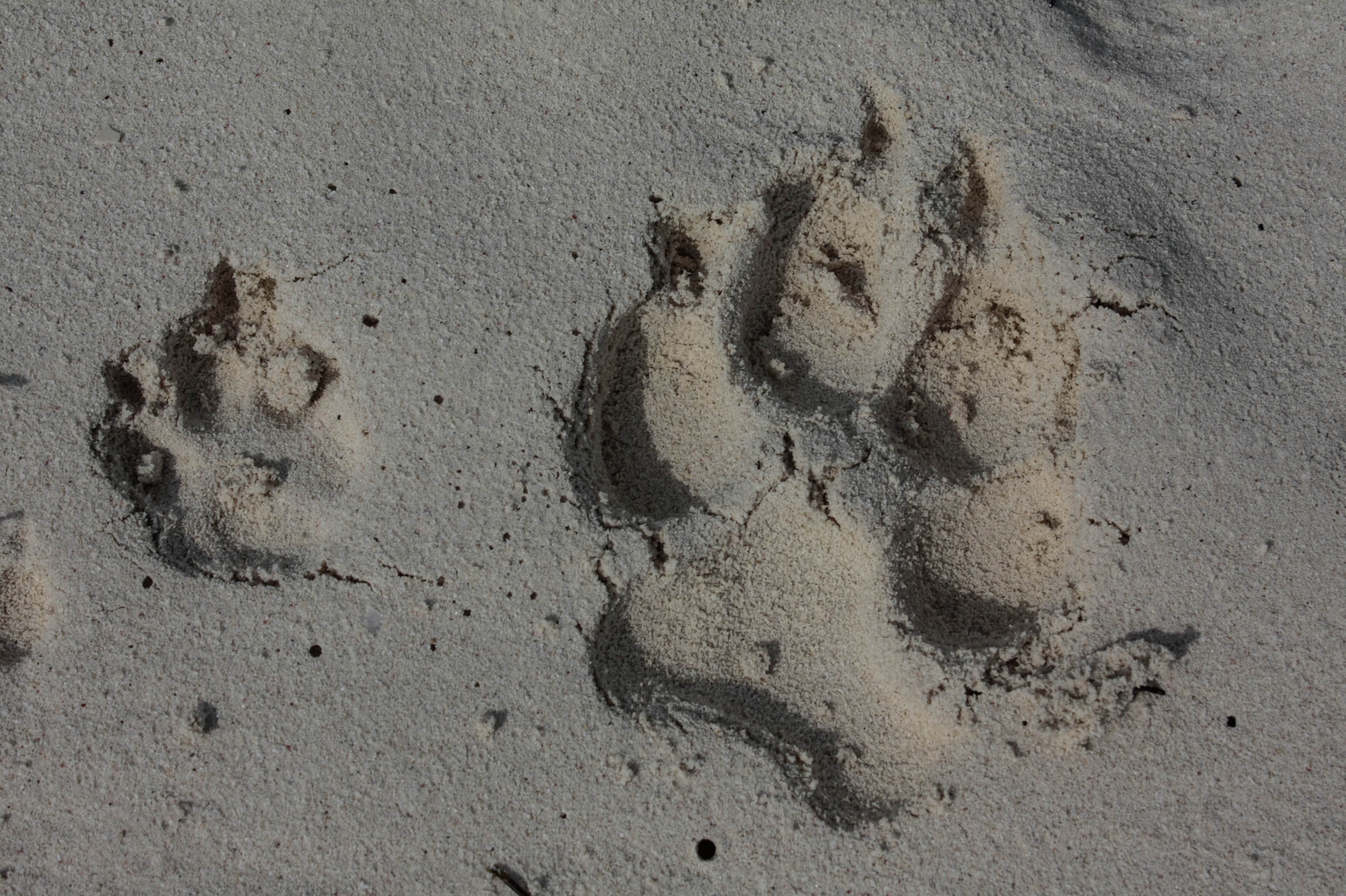 Dog trails on sand free image download