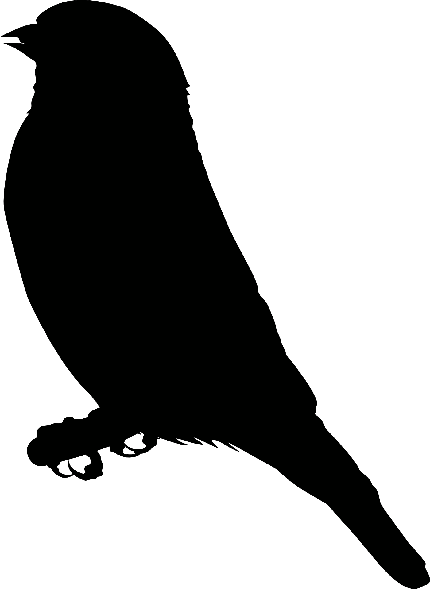Птица svg. Силуэт птицы. Черный силуэт птицы. Тень птицы. Силуэты птиц для детей.