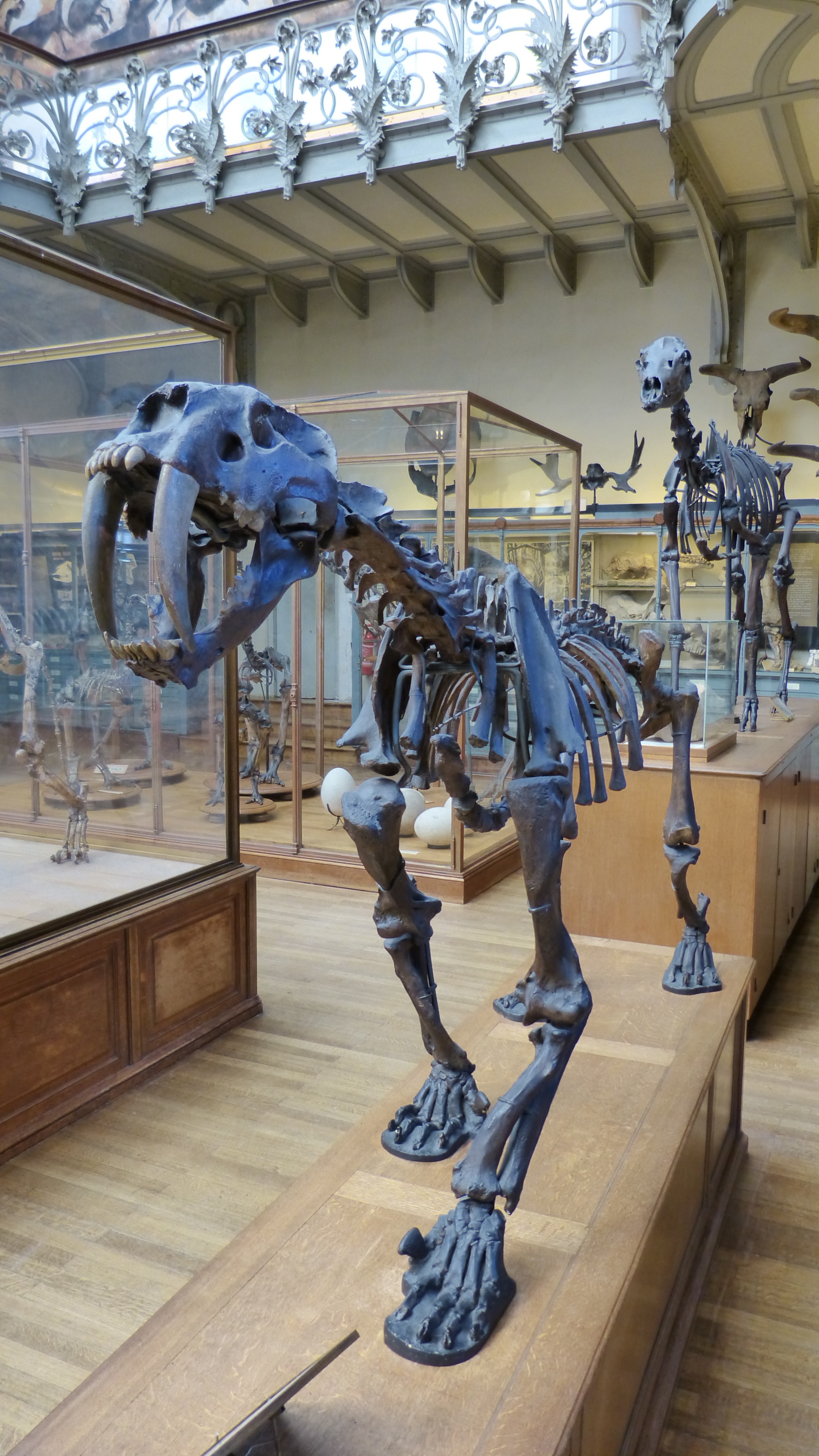 Skeleton of a saber-toothed tiger to museums free image download