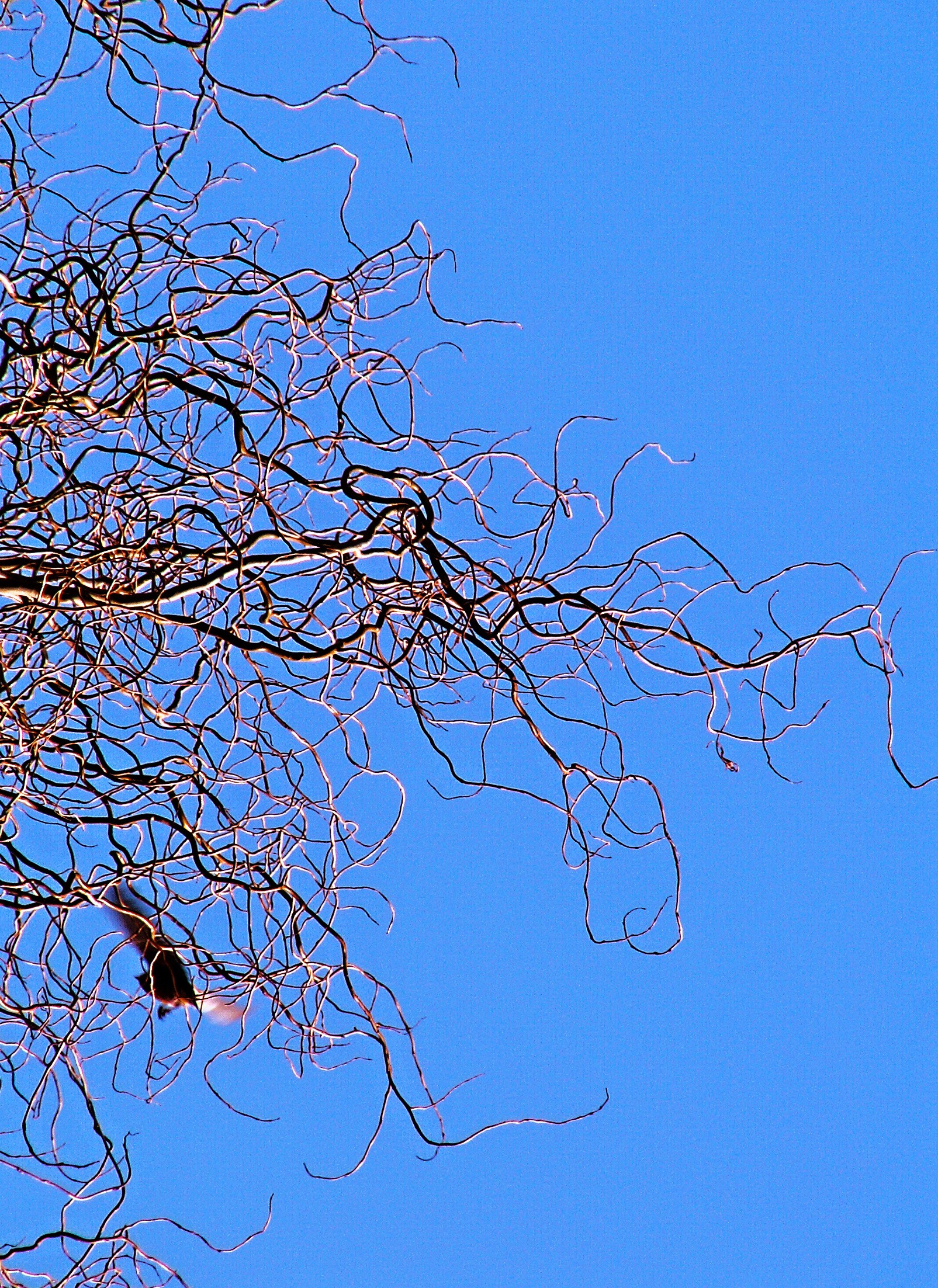 Twisted Willow against the blue sky on a sunny day free image download