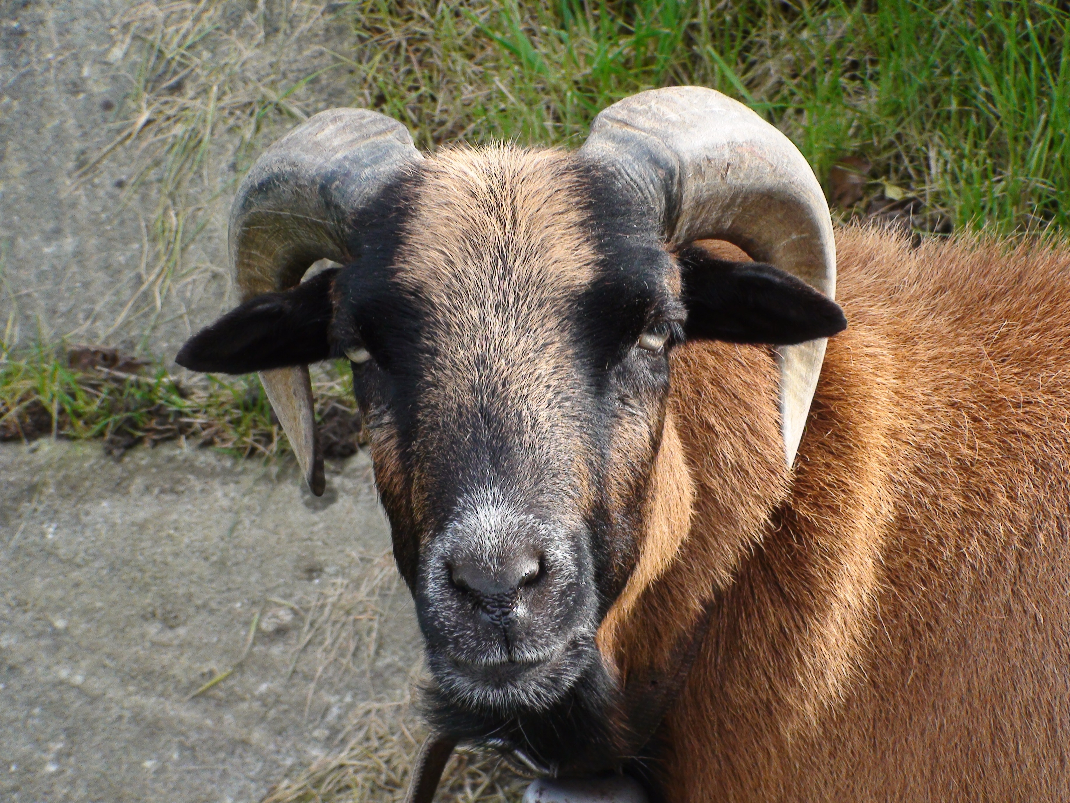 Brown goat with curled horns free image