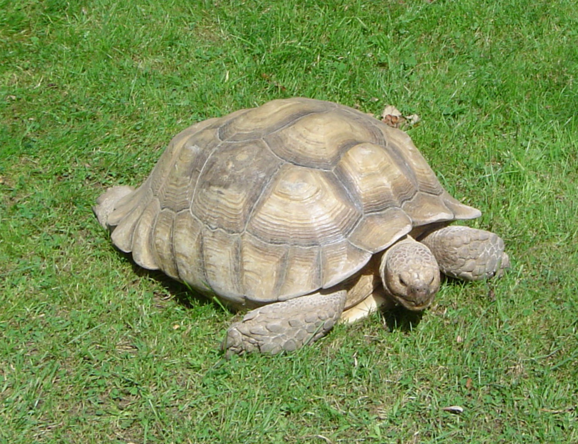 Large land turtle on green grass free image download