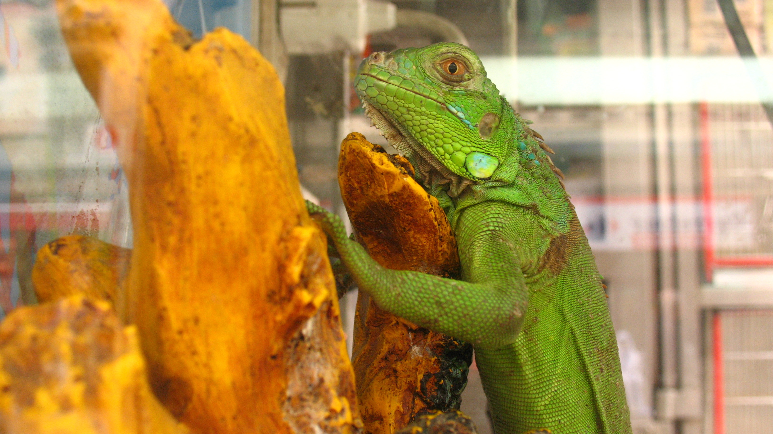 Photo of Green Lizard in terrarium free image download