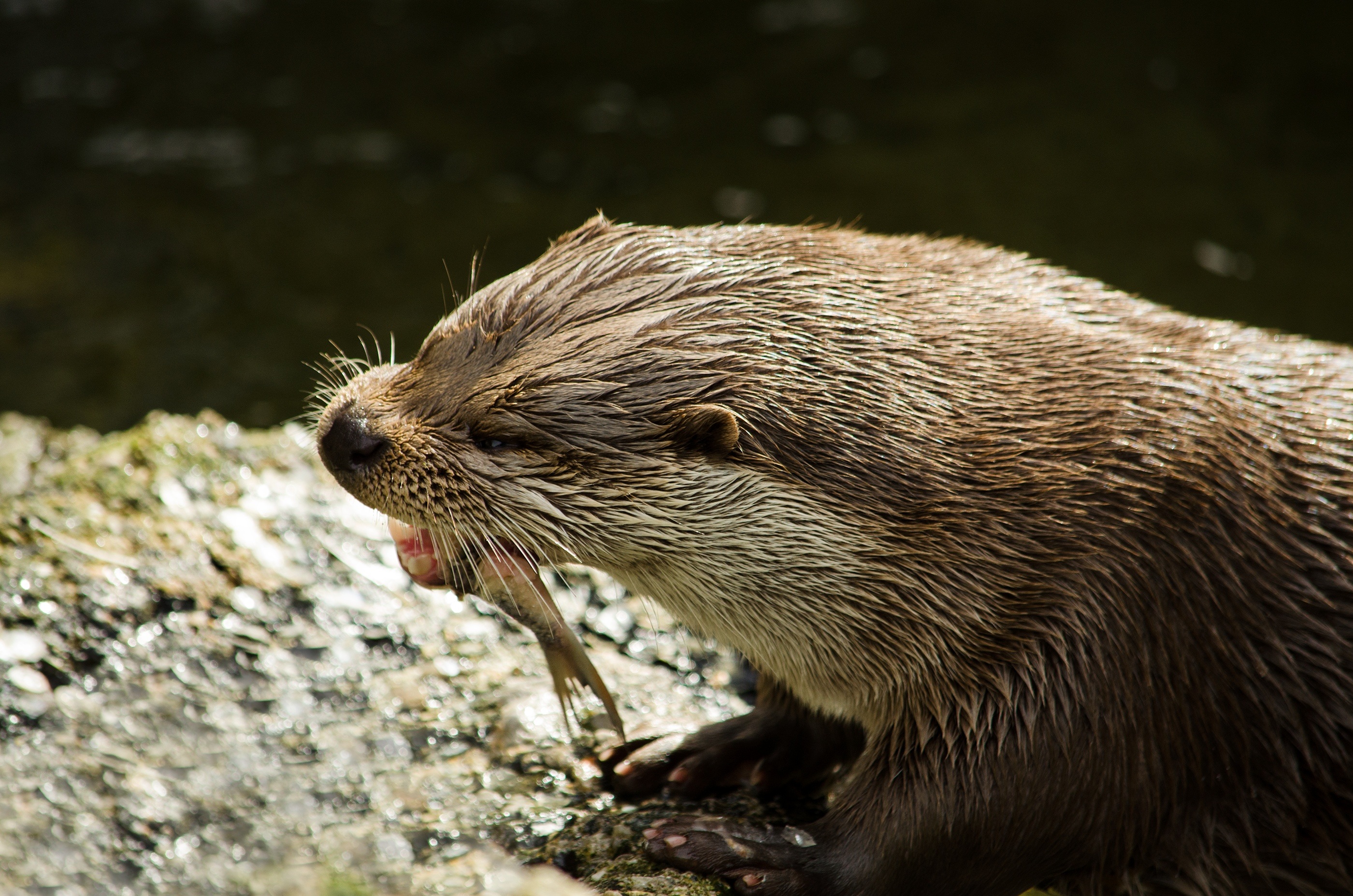 Otter Eating fish closeup portrait free image download