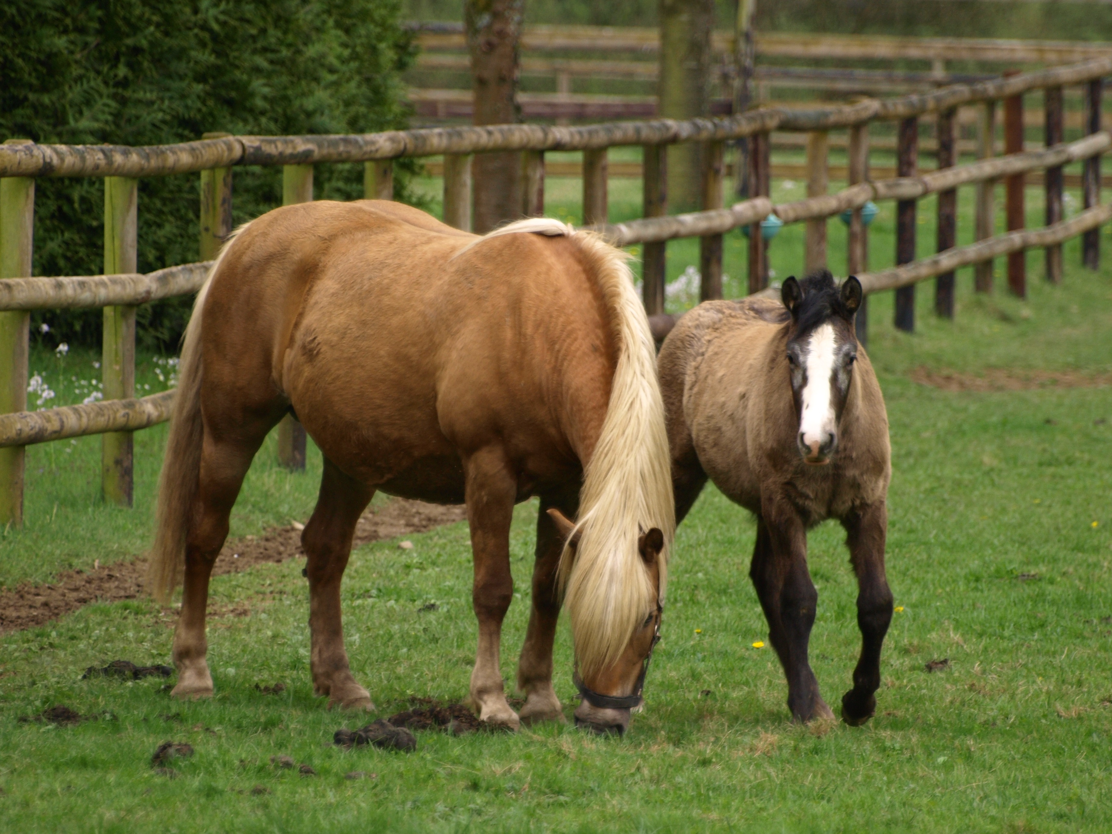 Horse Mare free image download