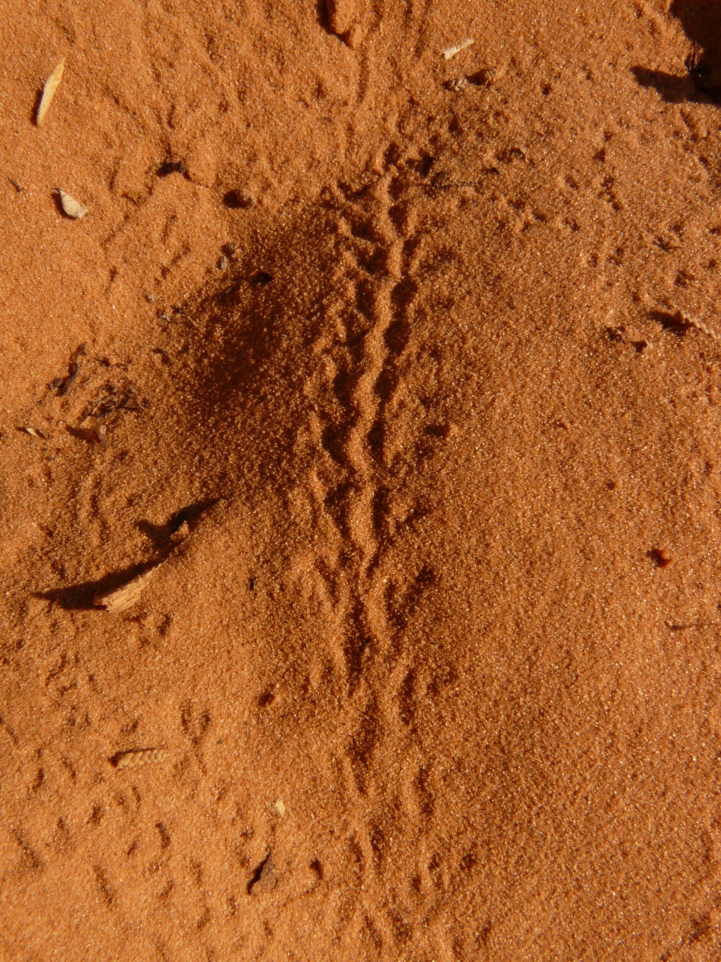 Snake footprint in the sand, national park, utah free image download