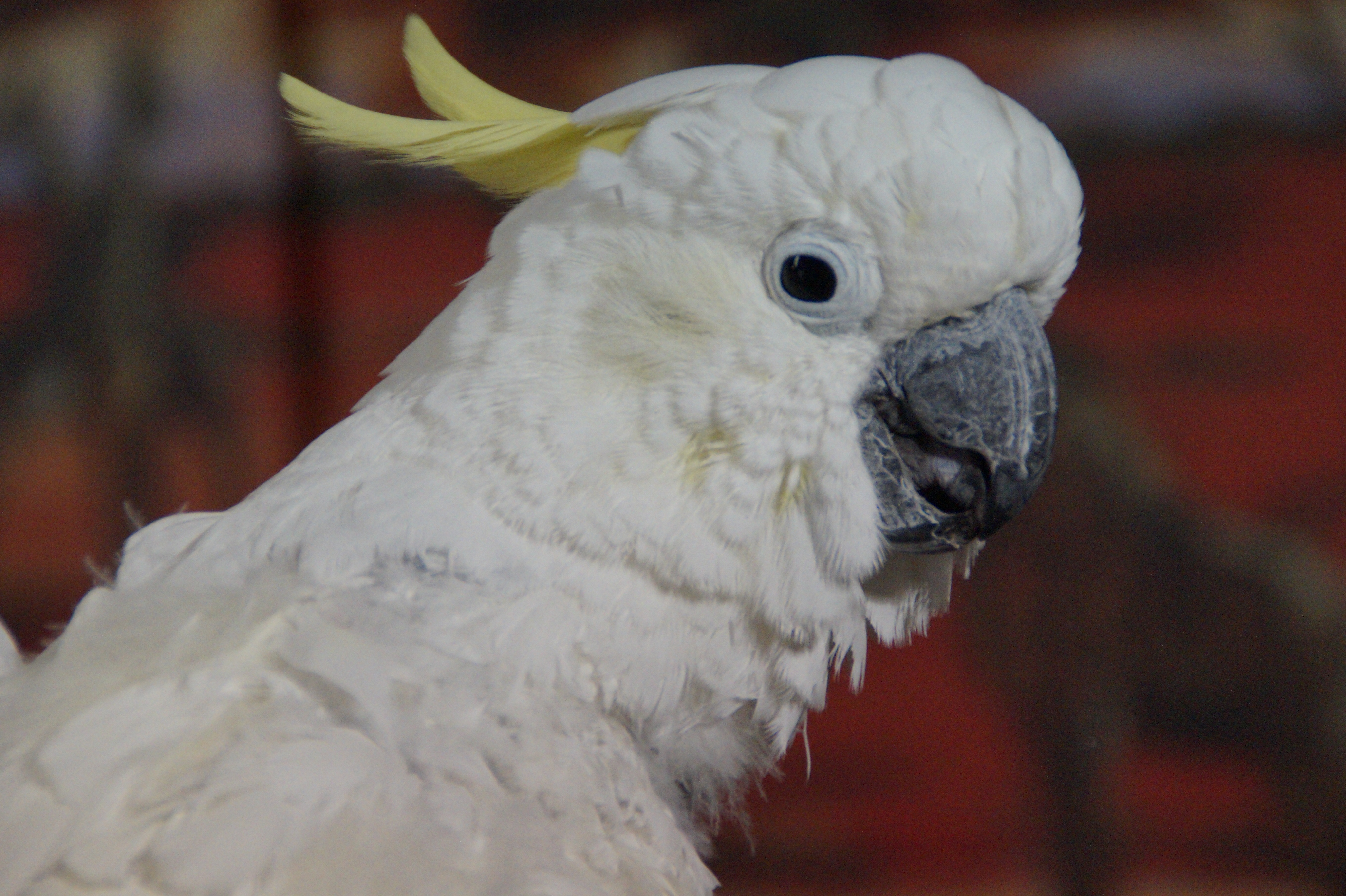 Peekaboo Cockatoo