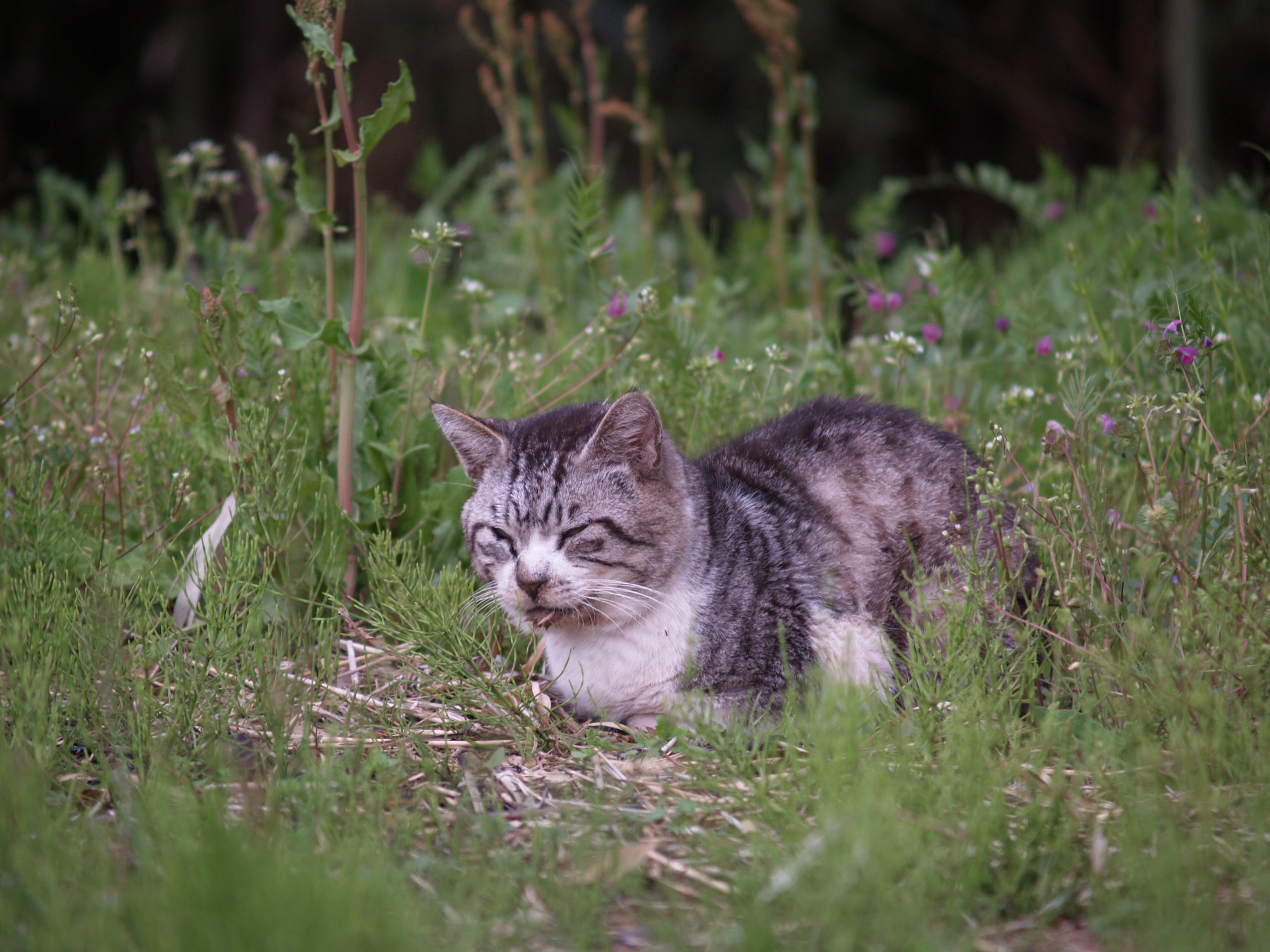Трава для кошек в дикой природе