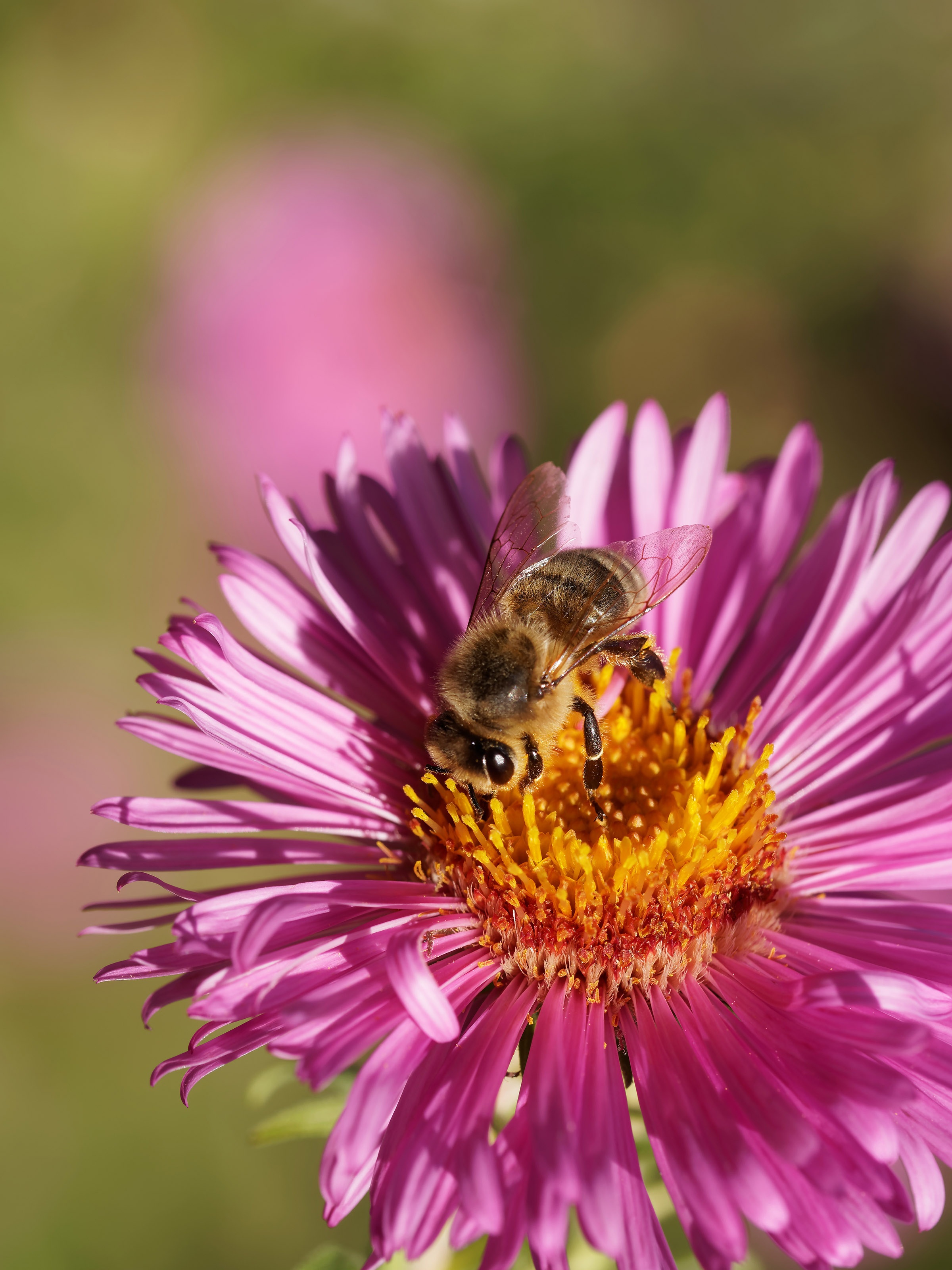 Bee on Aster free image download