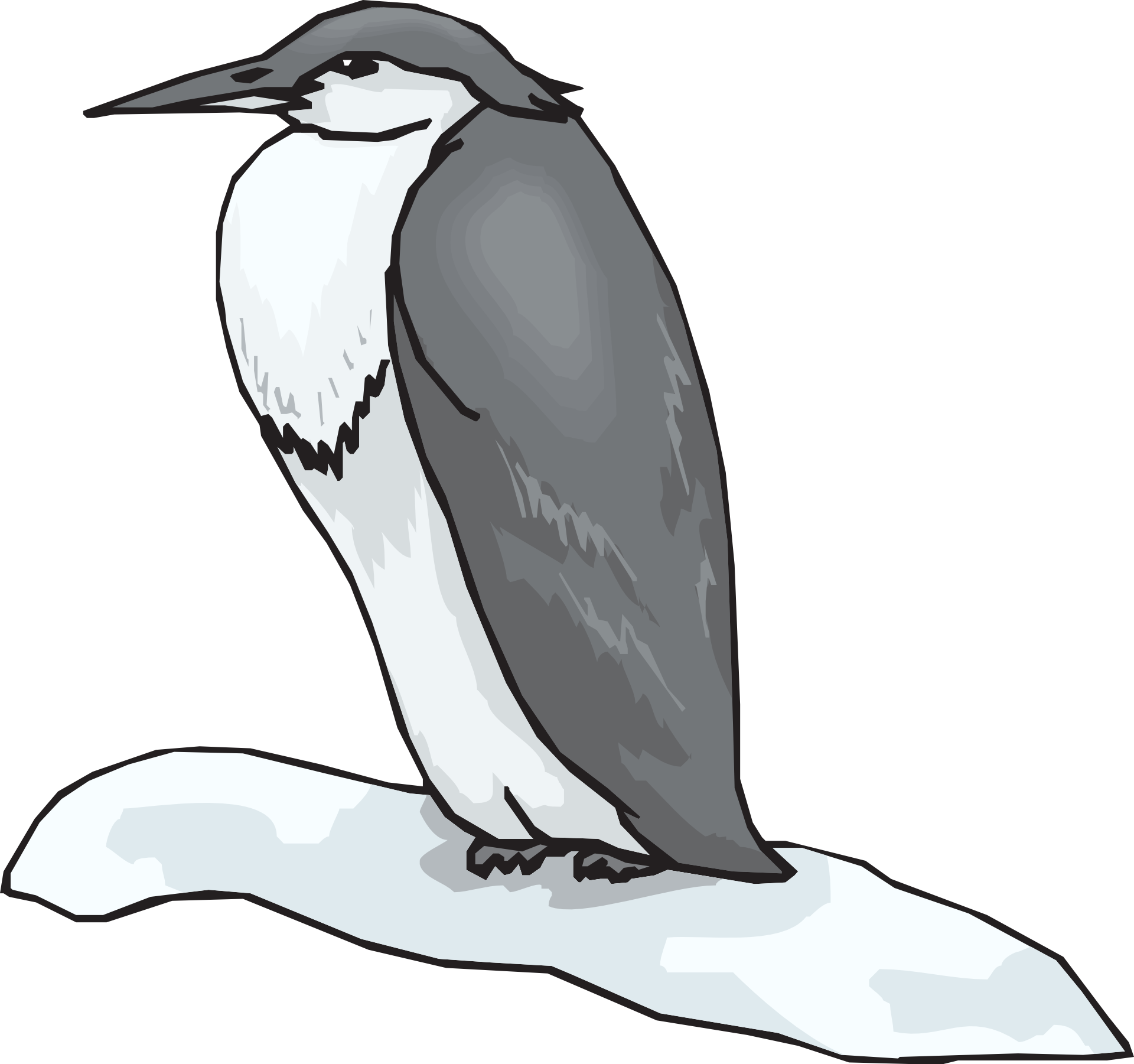 penguin black white bird drawing free image pixy org