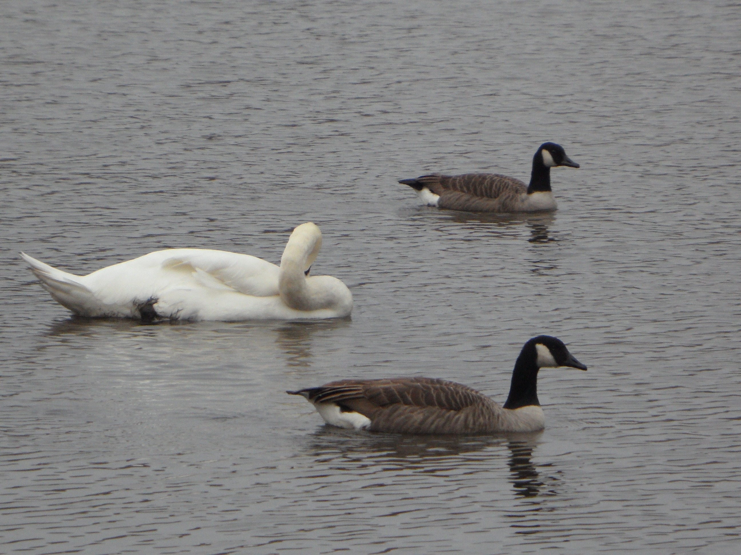 Geese in the lake in Canada free image download