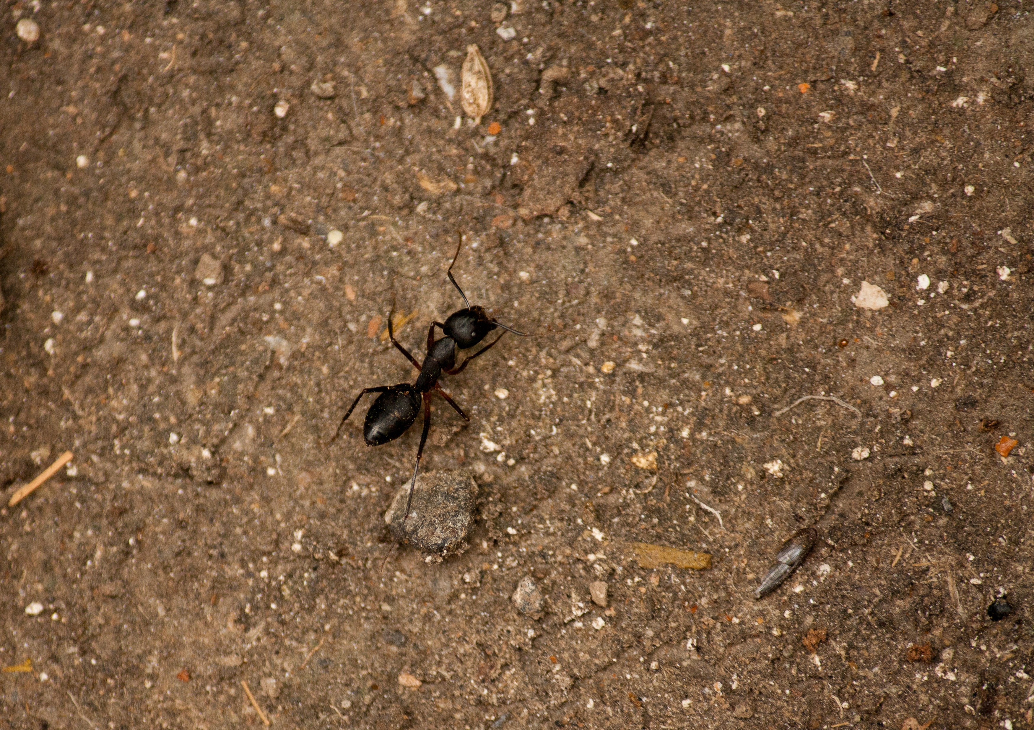 Маленькие черные муравьи