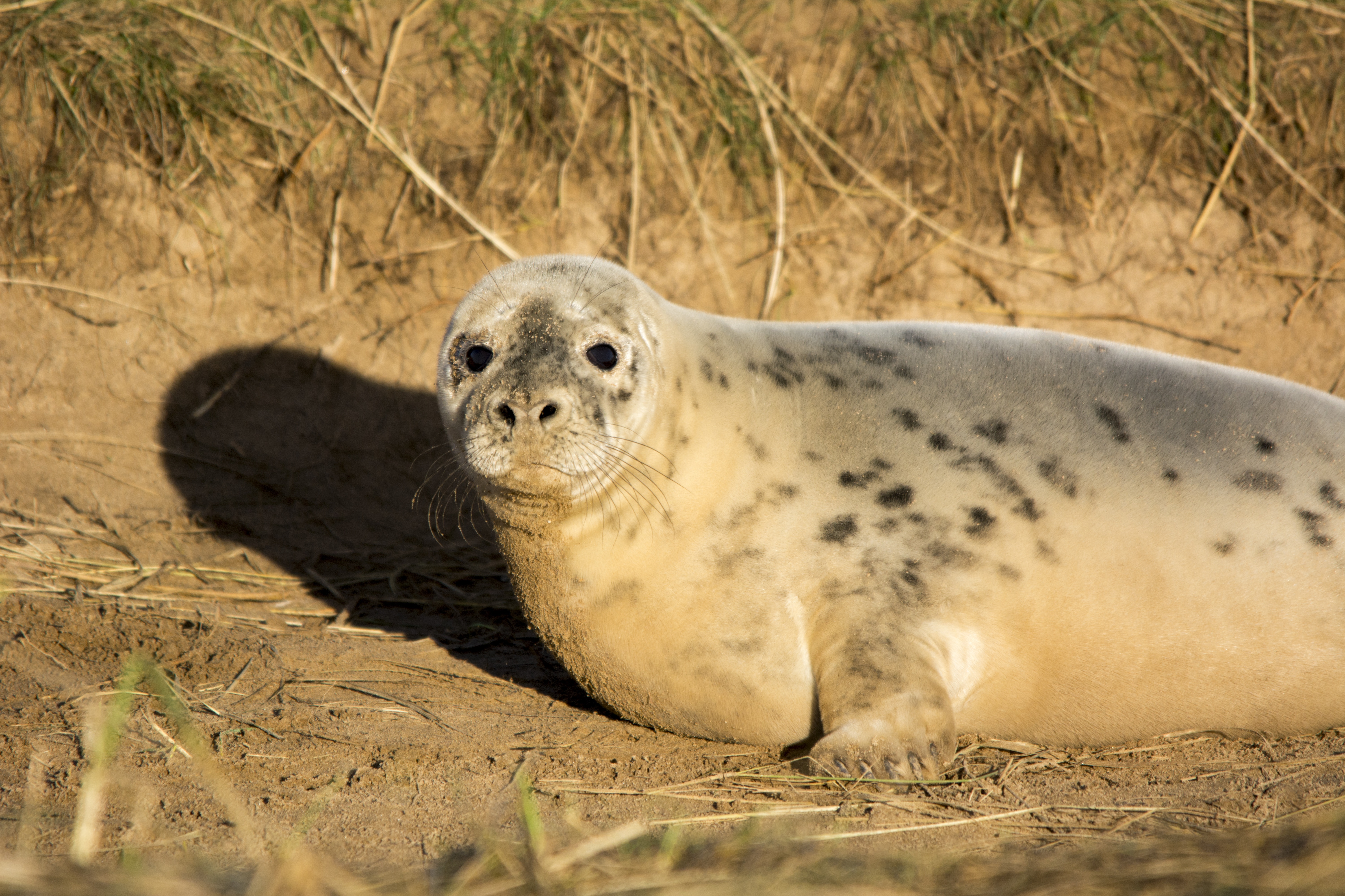 Дикий тюлень. Белуха (млекопитающее). Seal feral. Морской котик в дикой природе фото.