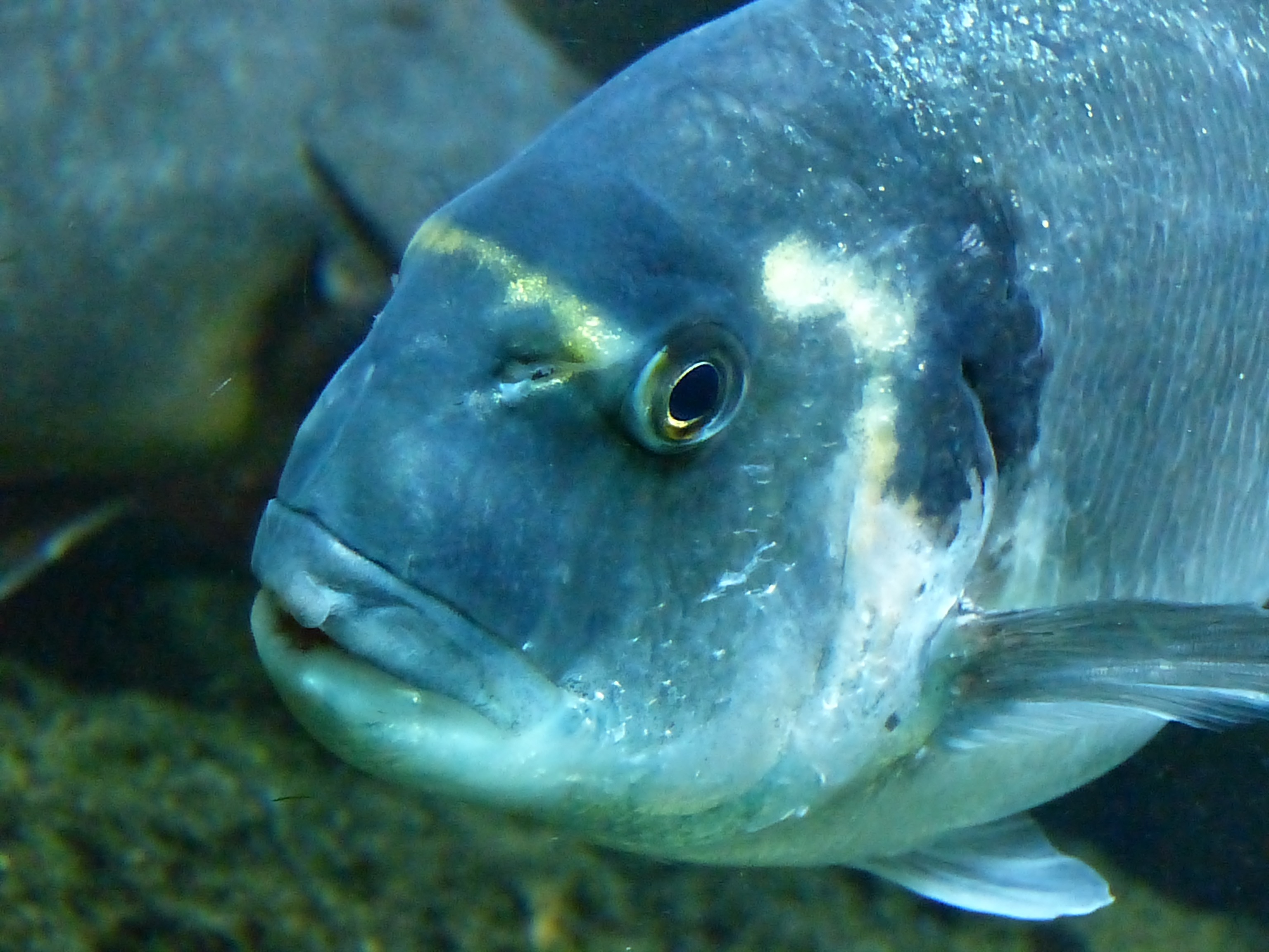 Big colorful fish in the aquarium free image download