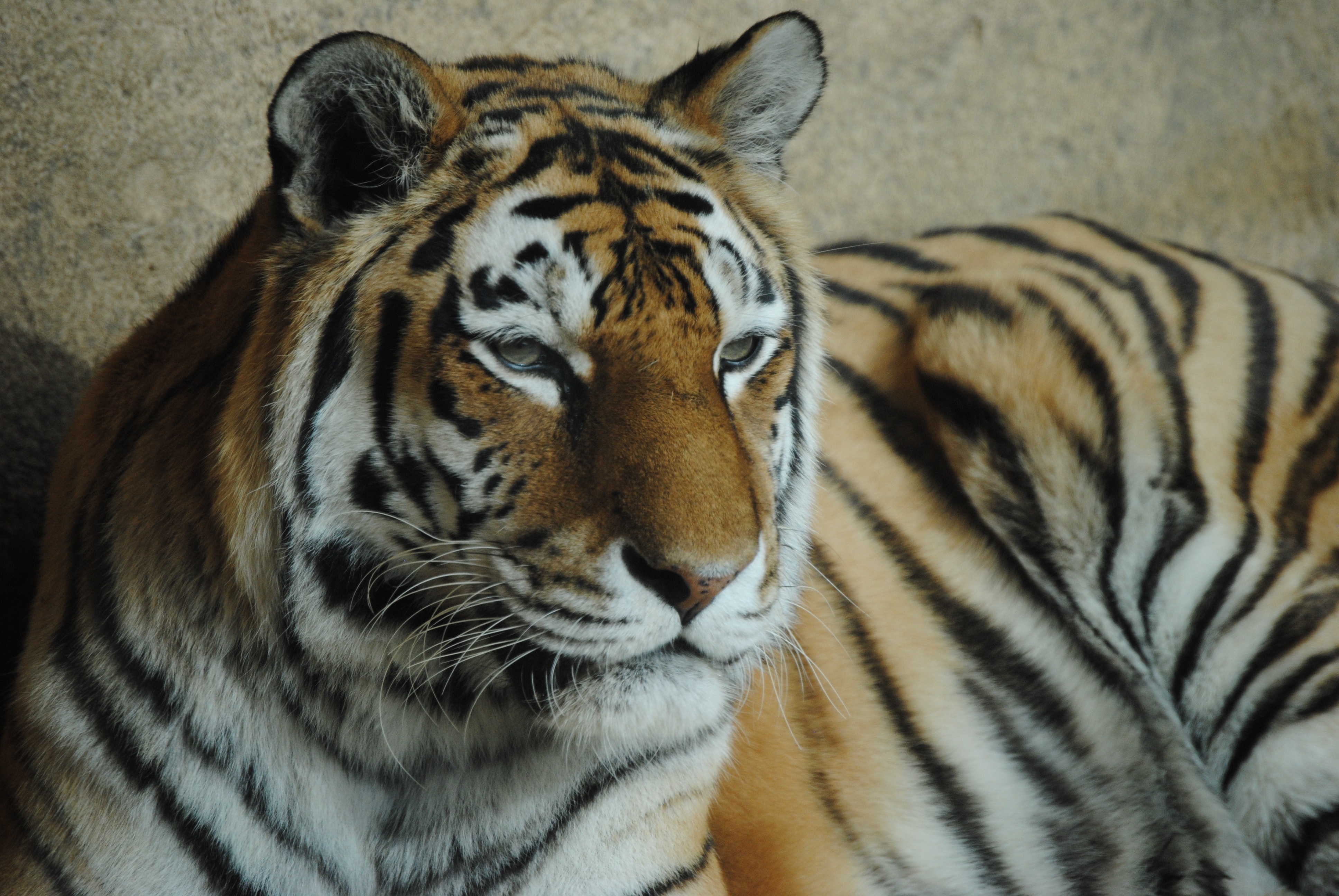 The majestic tiger free image download