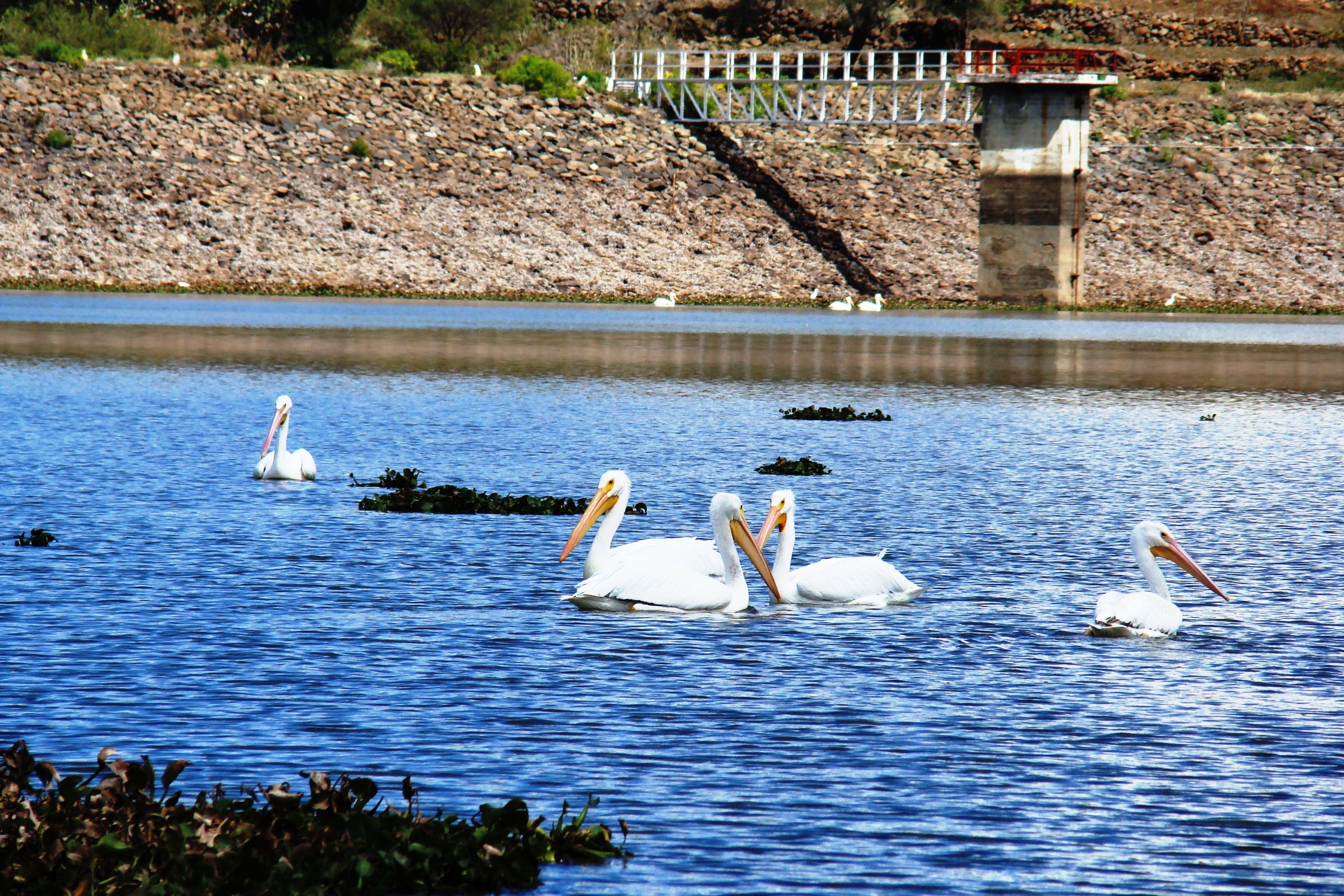 Пеликаны на озере теннис