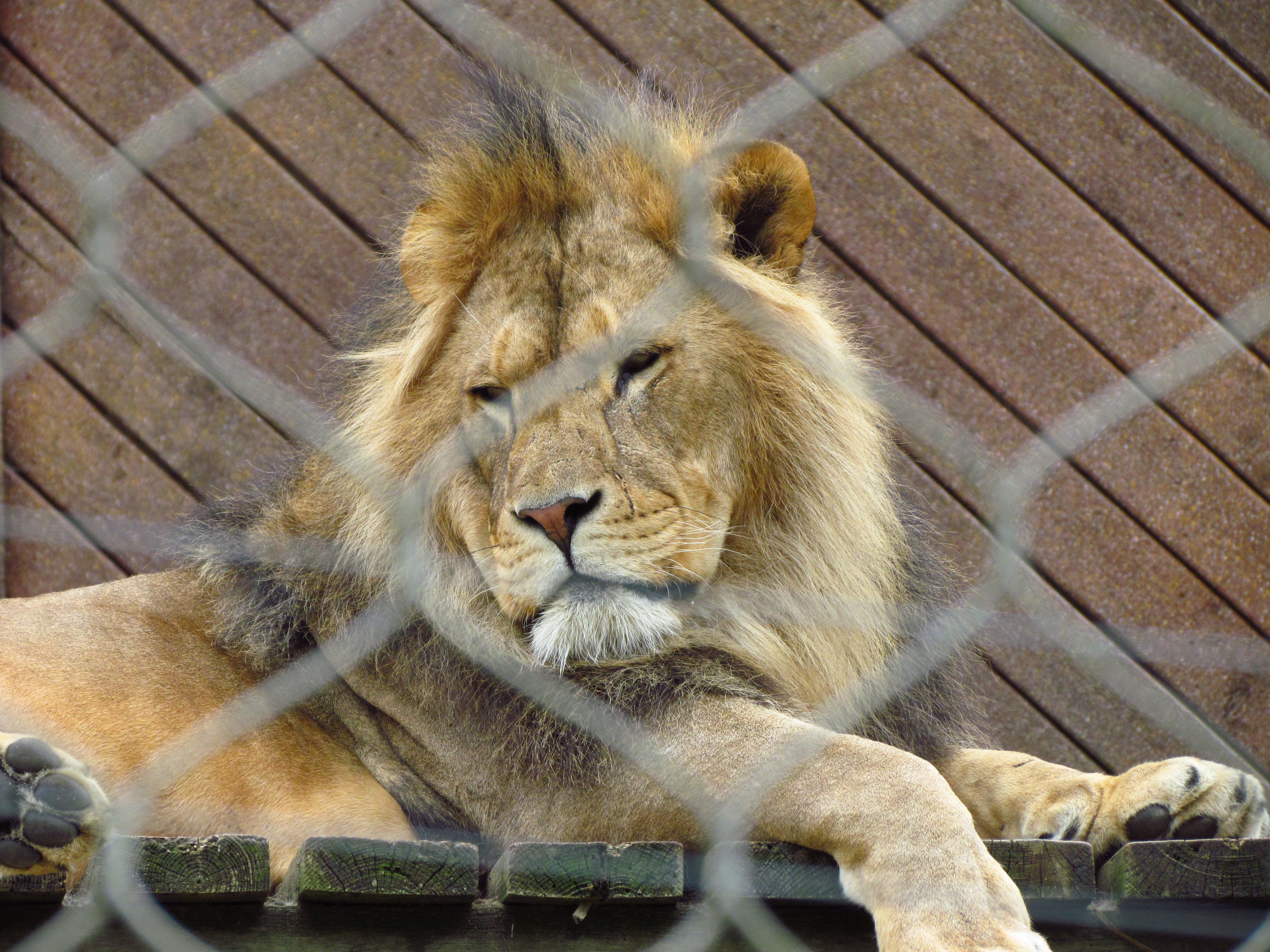 Кот лев фото