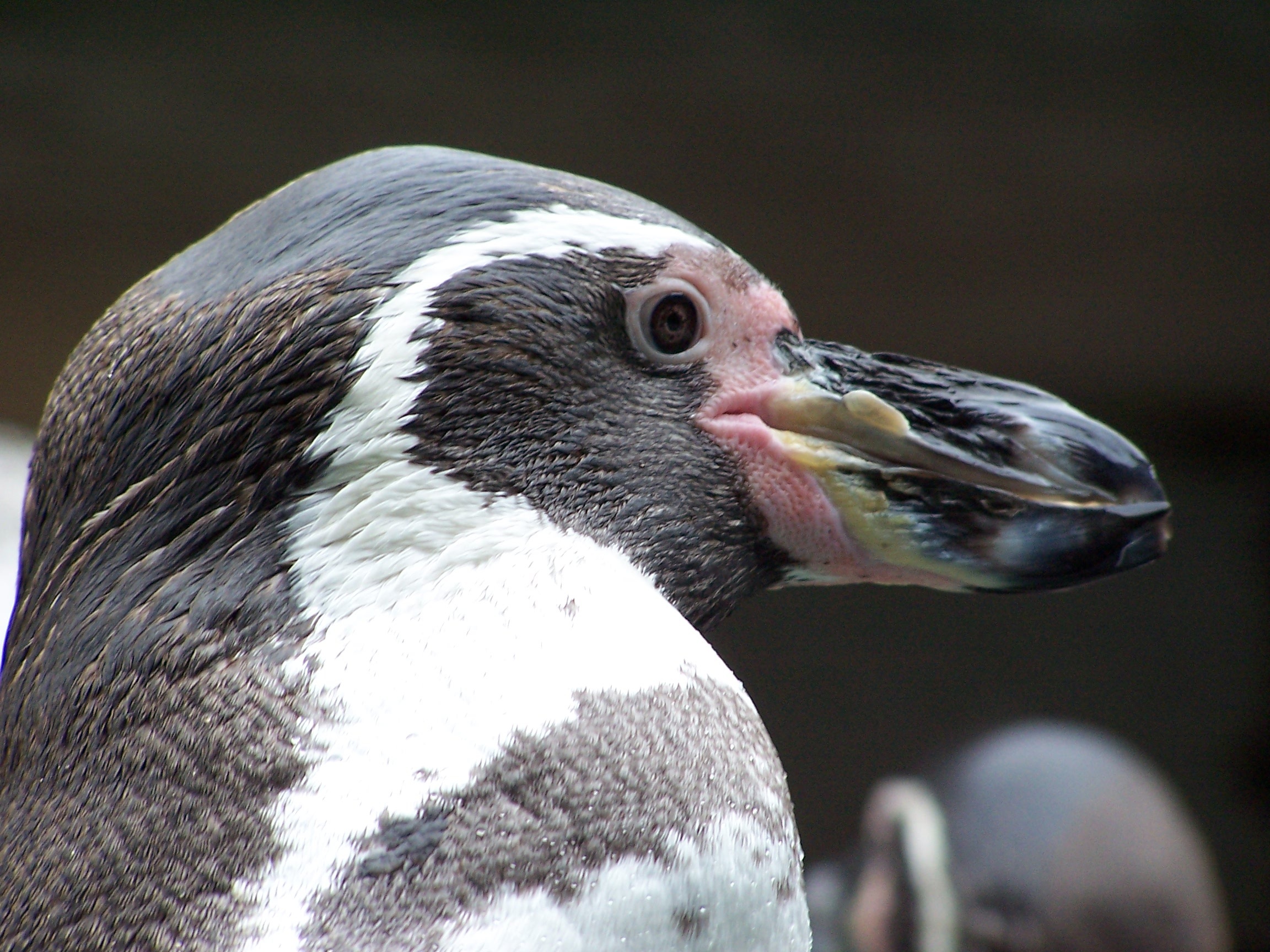 язык пингвина фото