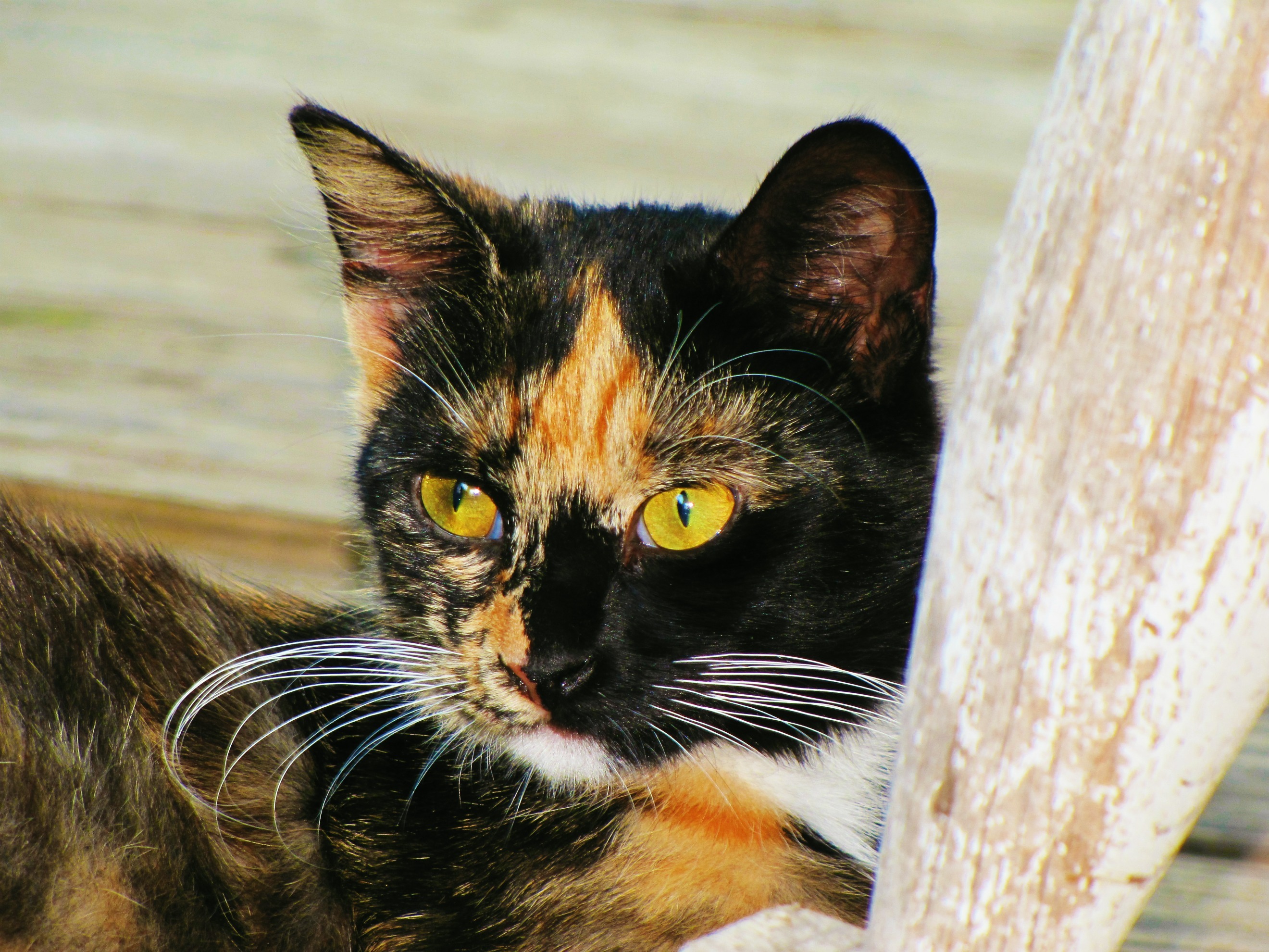Оранжево черный кот
