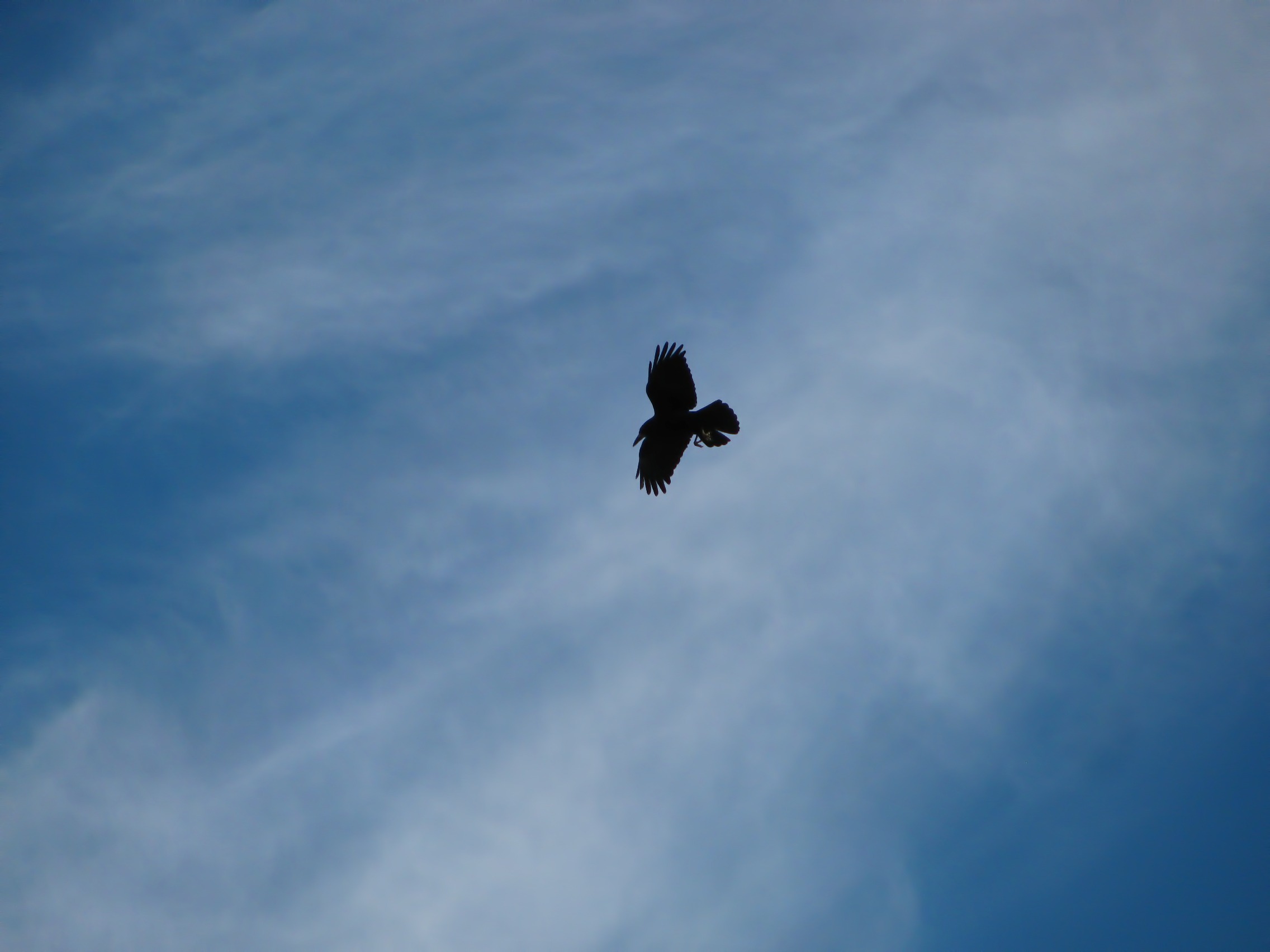 Black raven in flight free image download