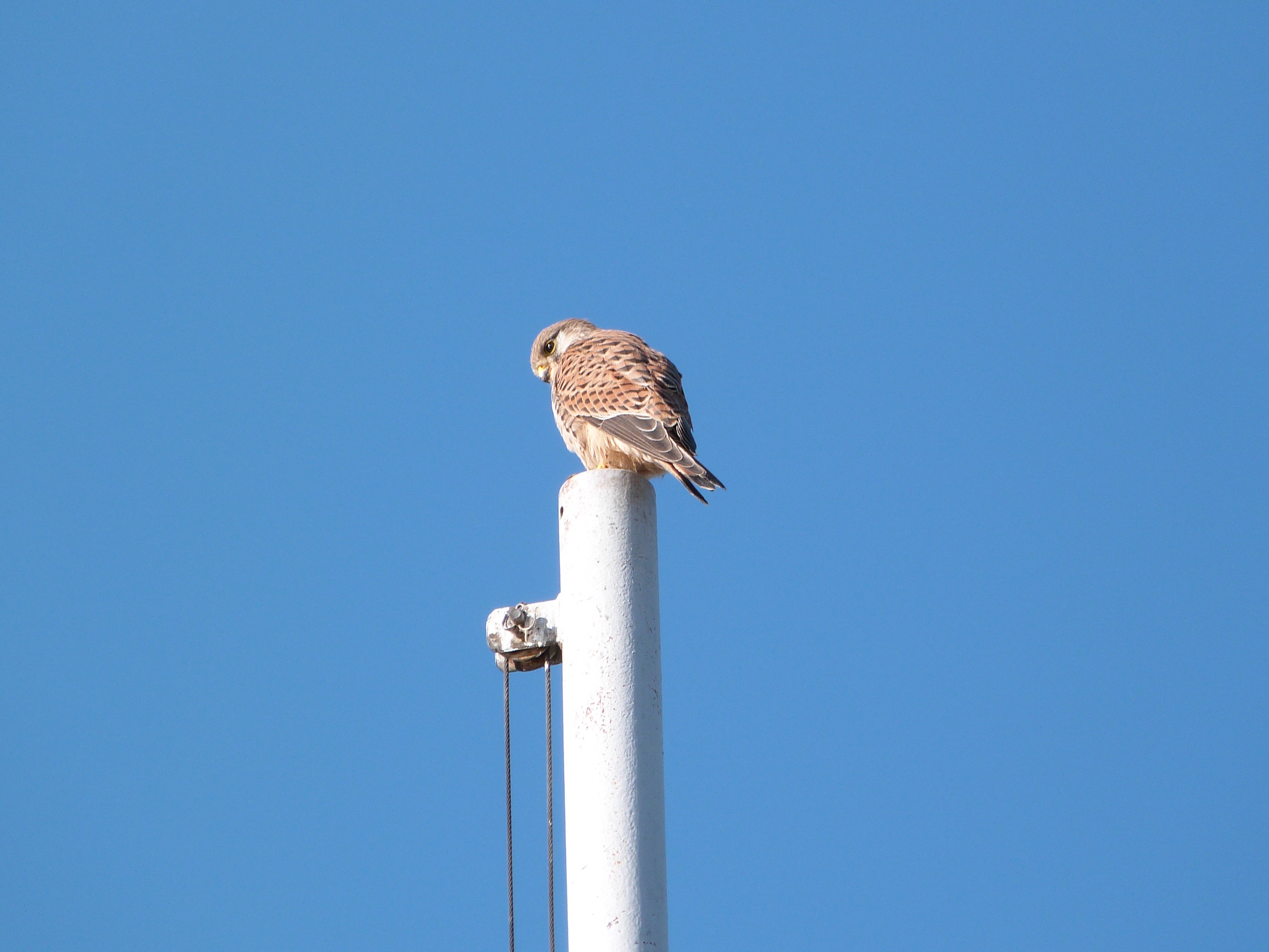 Beautiful Little Prey Bird free image download