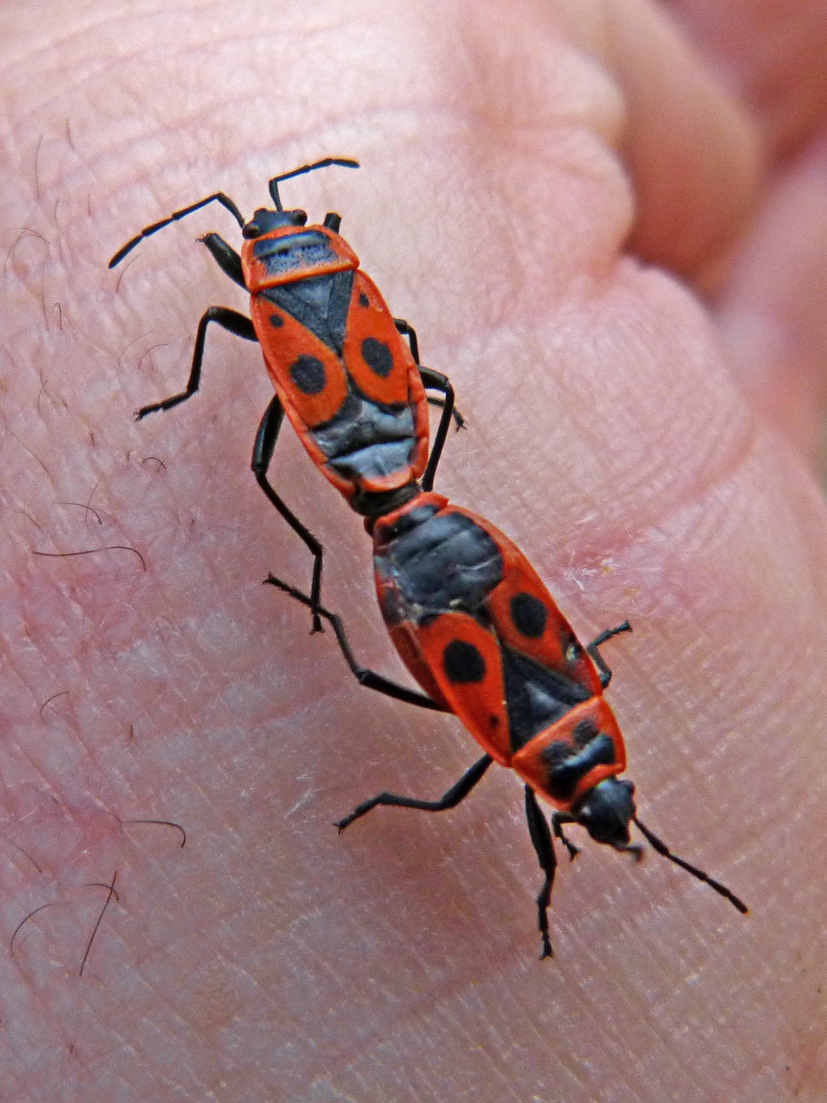 Animals Mating With Man - 661f3bj