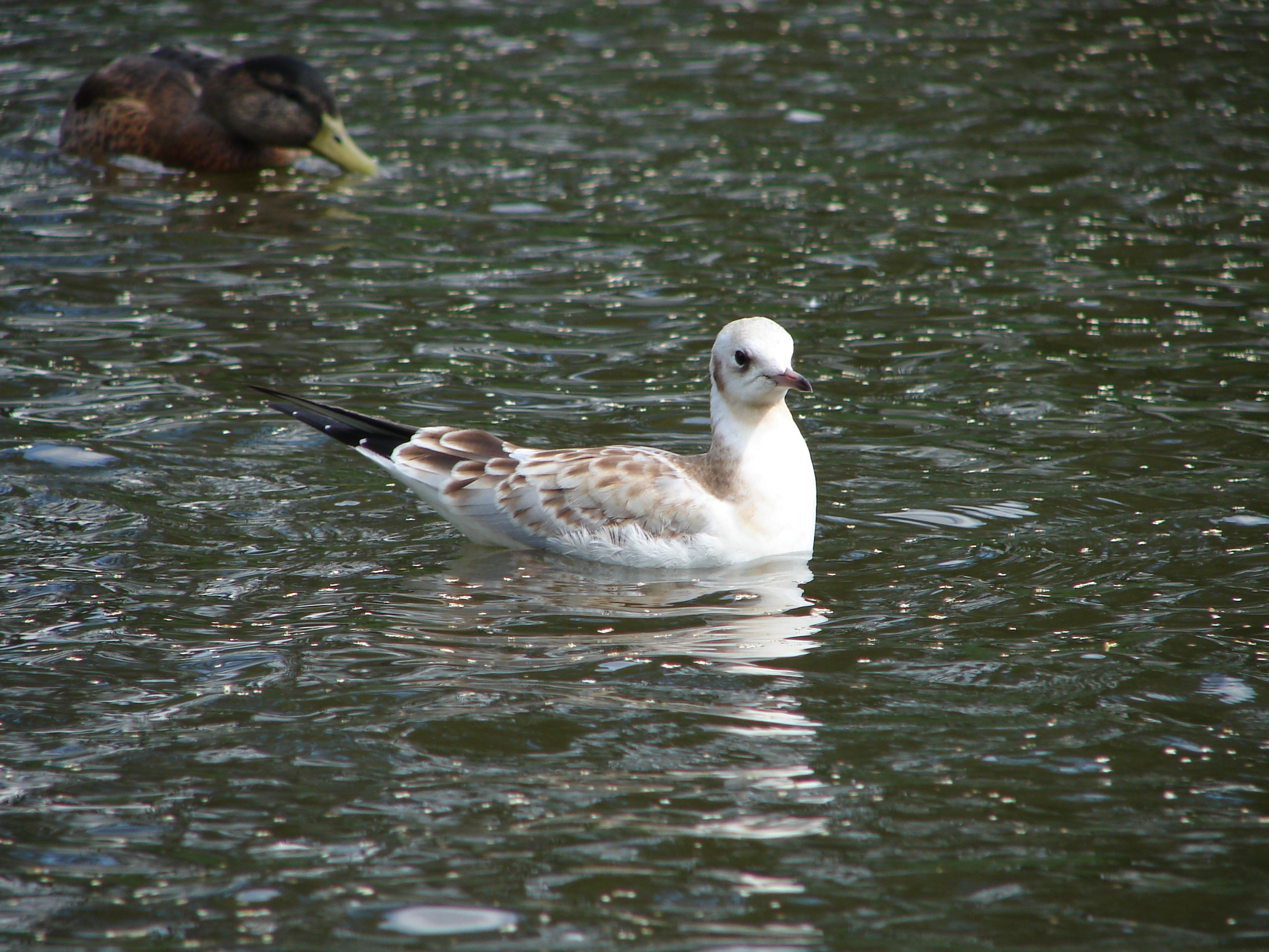 Gull in Water free image download