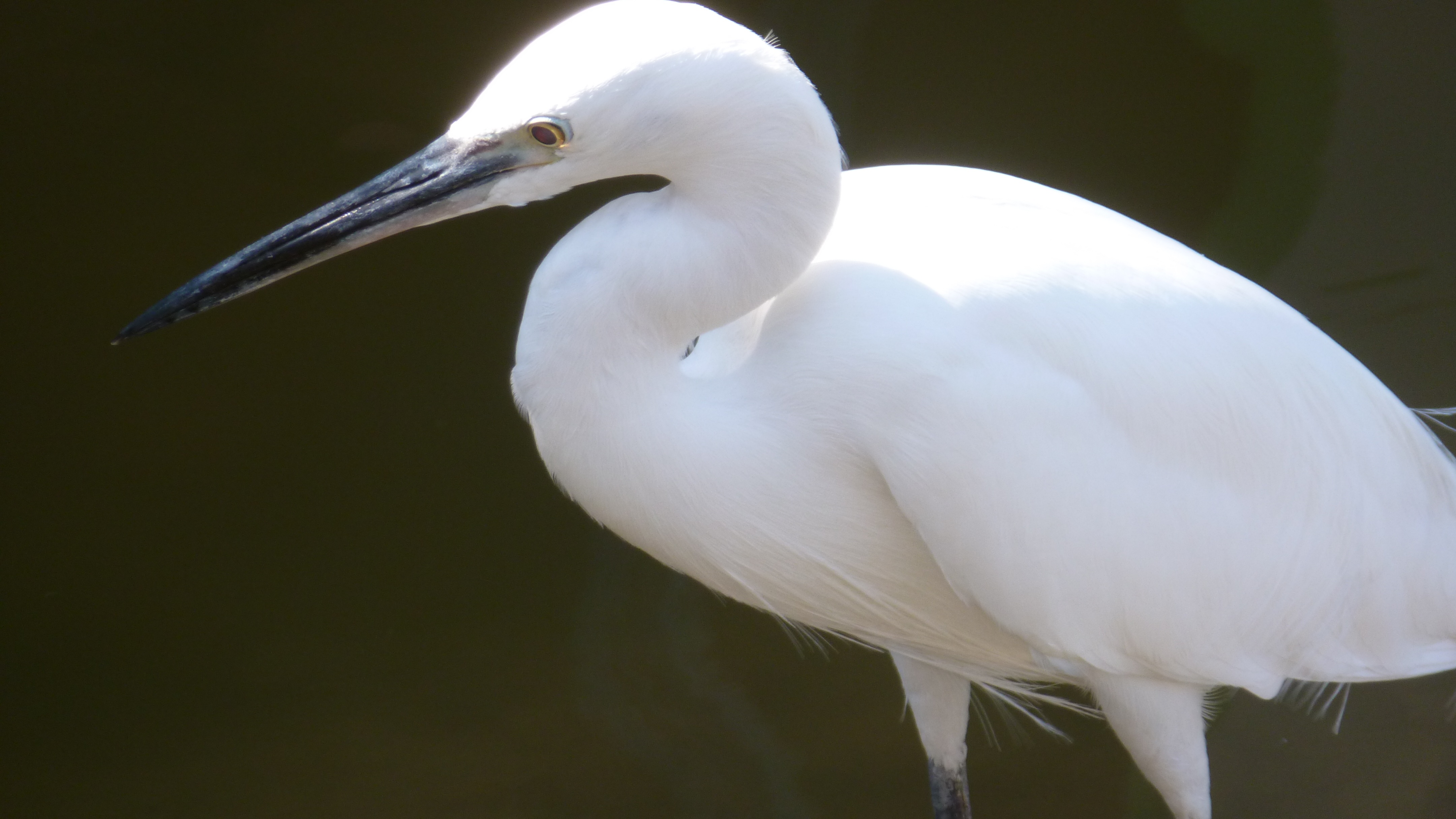 Snow-white bird with a dark beak close-up free image download