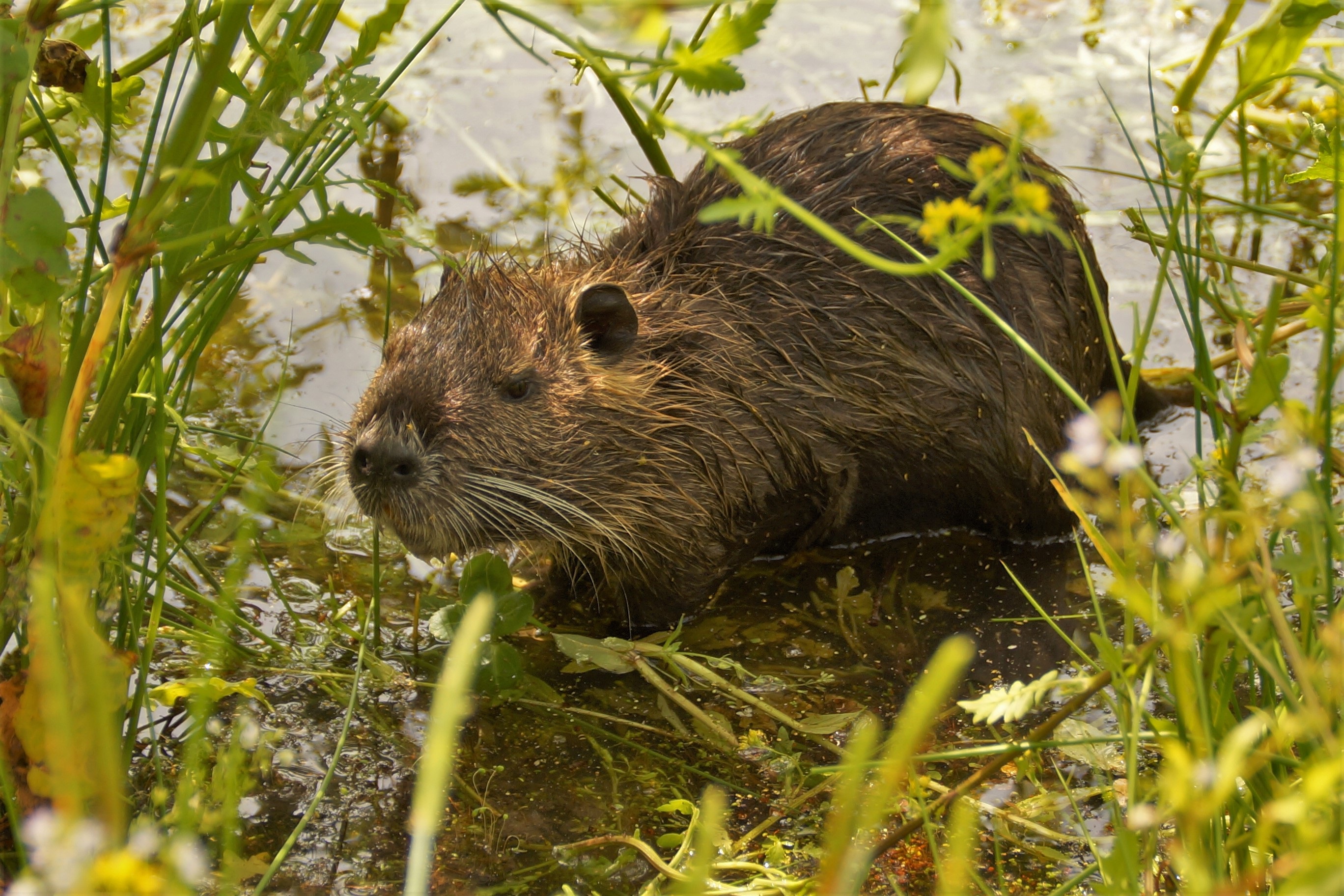 Cute Nutria On The Pond Among The Plants Free Image Download