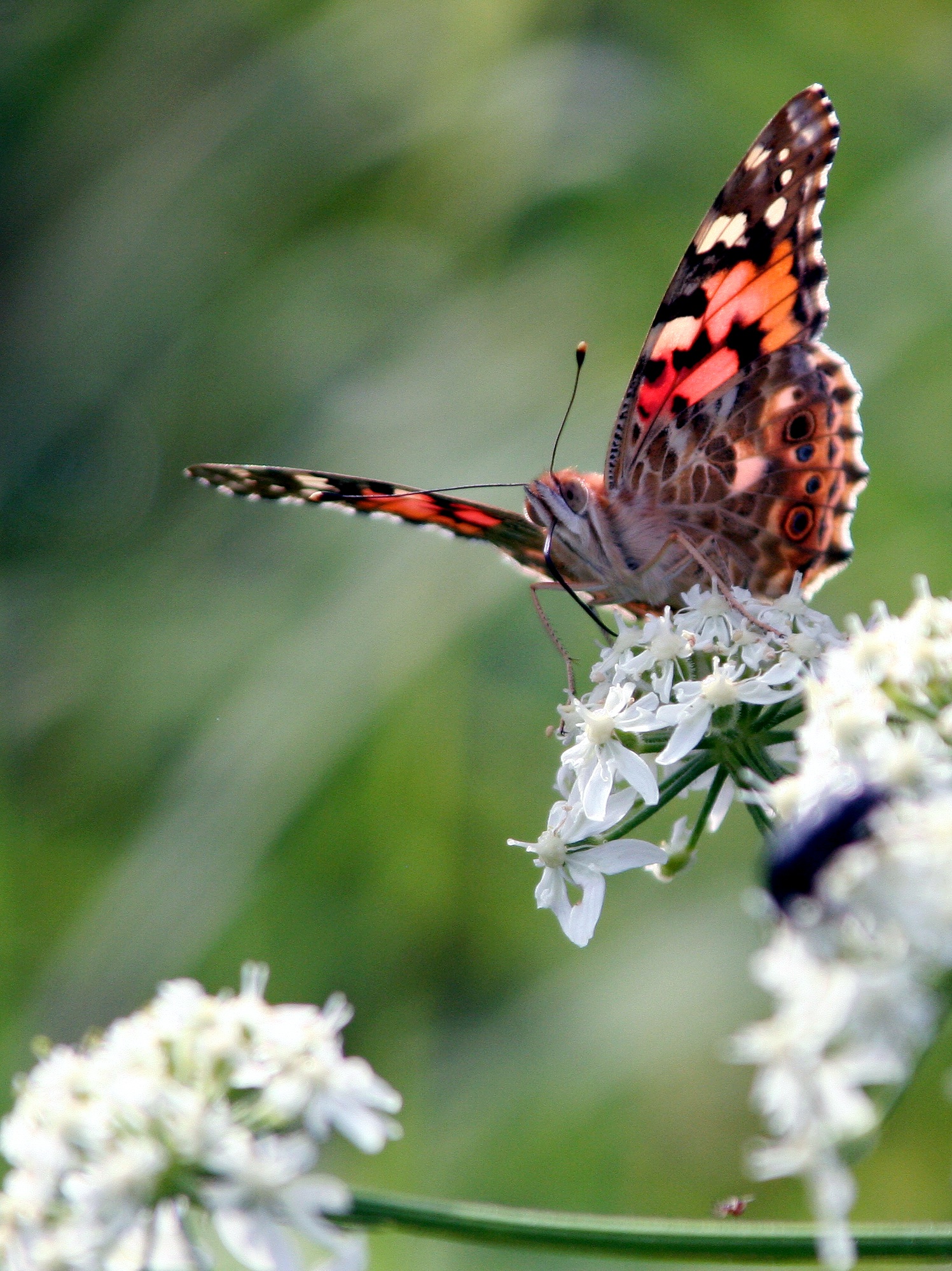 Red Butterfly On White Flower Free Image Download 4708733