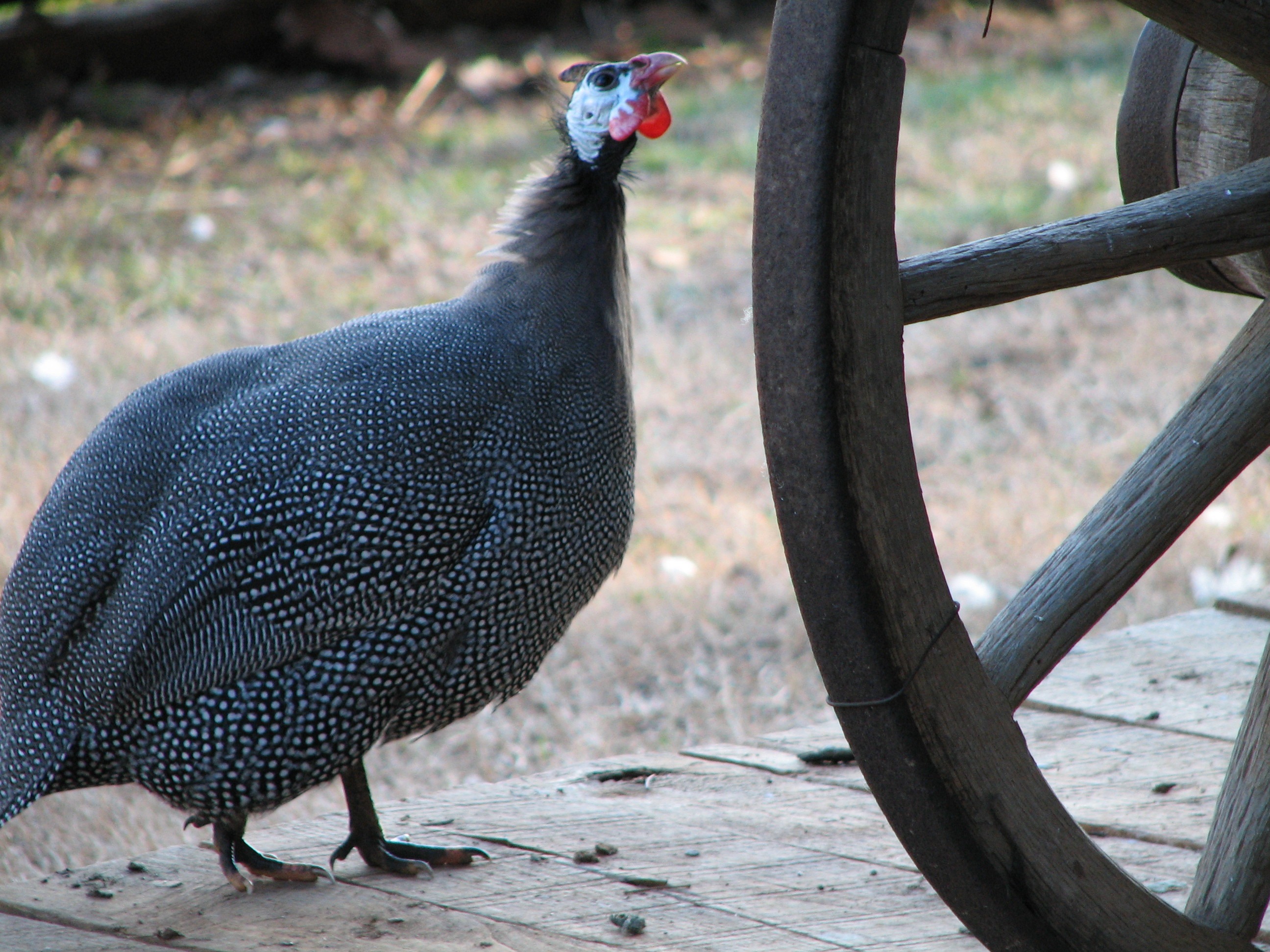 Guinea Fowl looking at wooden wheel free image download