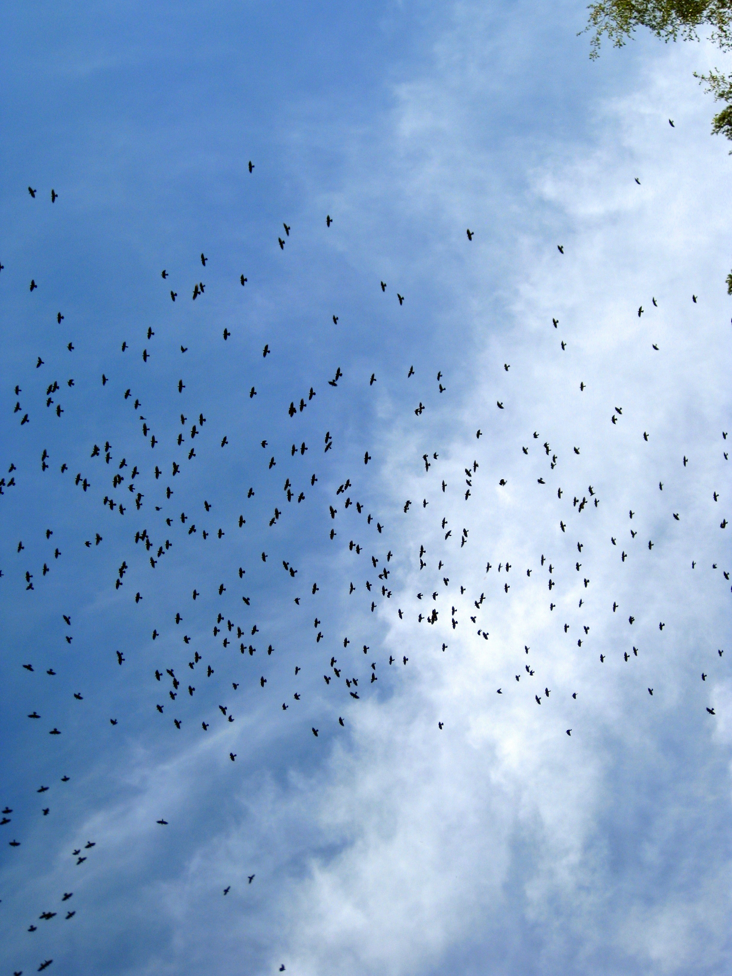 Distant Flock Of Birds at Sky free image download