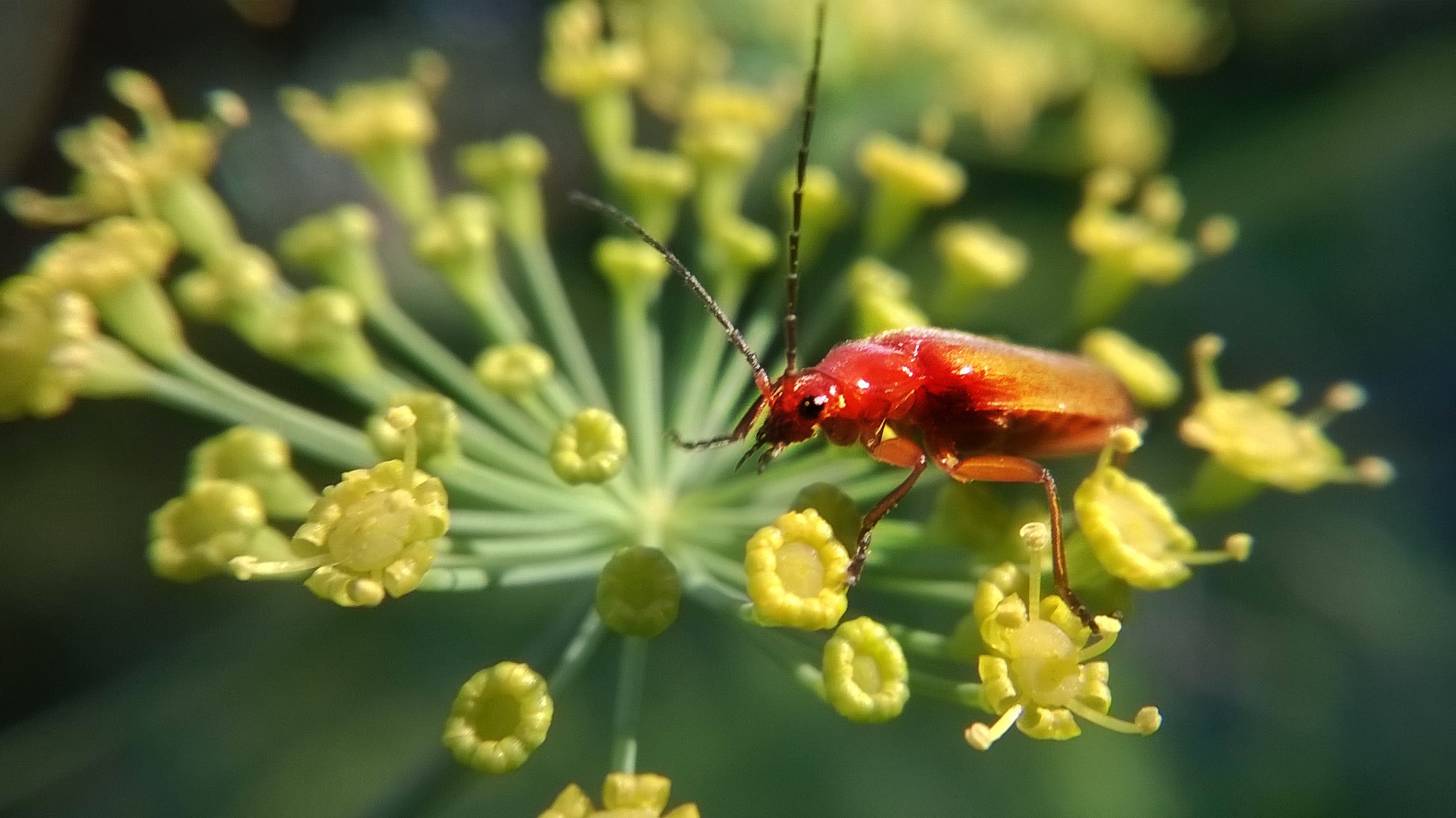 Red Insect free image download