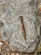 orange Dragonfly on a rock