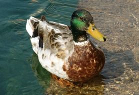 Colorful and beautiful drake on the water surface