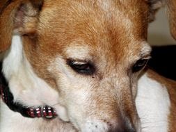 closeup portrait of a dog