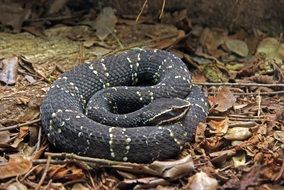 stunningly beautiful Snake