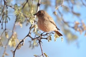 small bird on twig