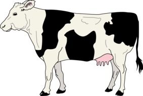 colored pattern of spotted cow
