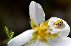 yellow beetle on a white flower