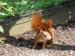 squirrel in the garden on the ground