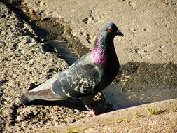 Picture of Urban Pigeon