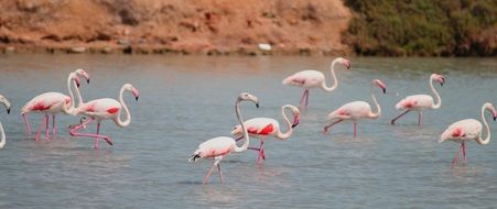 flock of white flamingos with pink wings