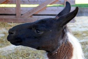 llama head closeup